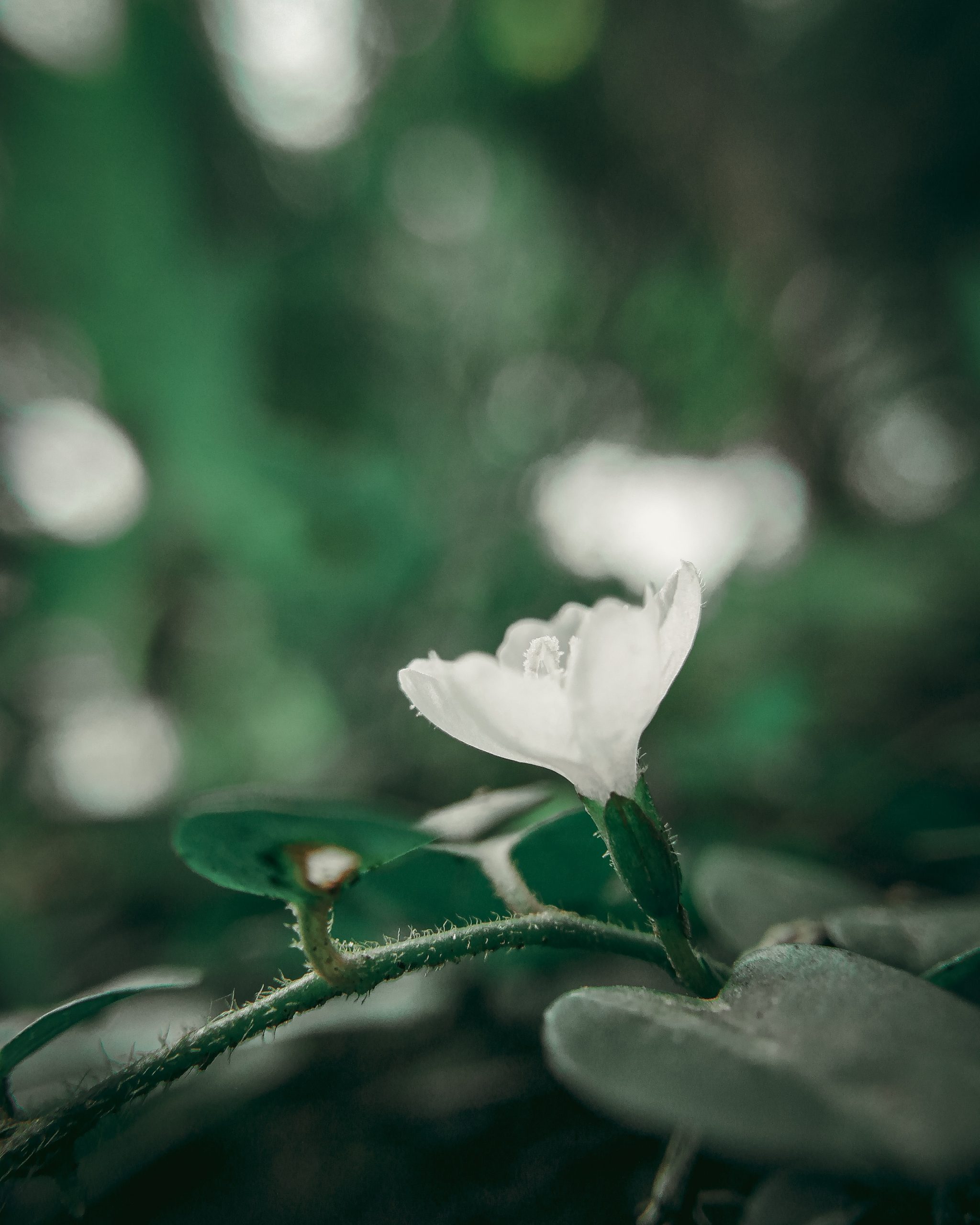 Little White Flower