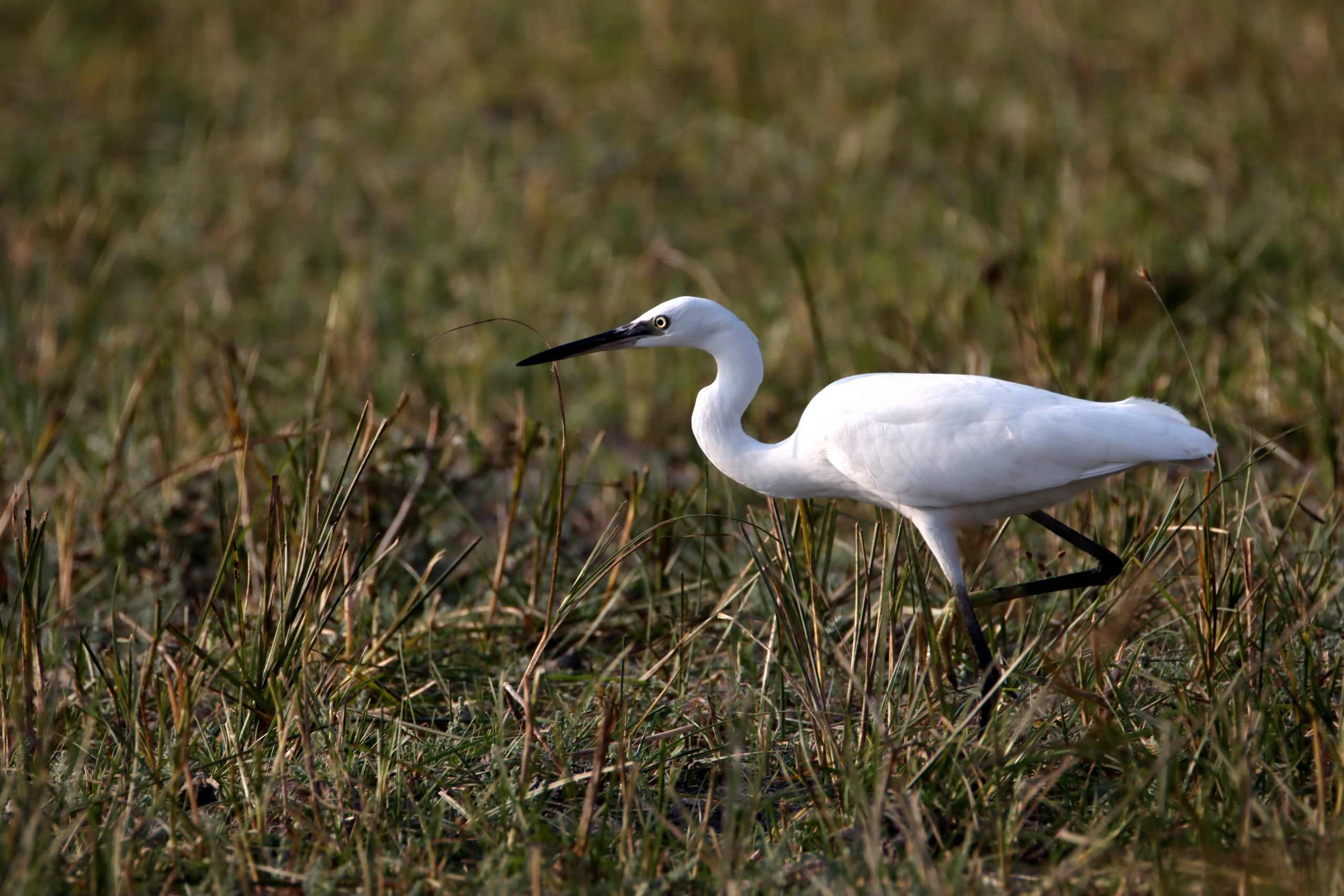 Little egret on grass land