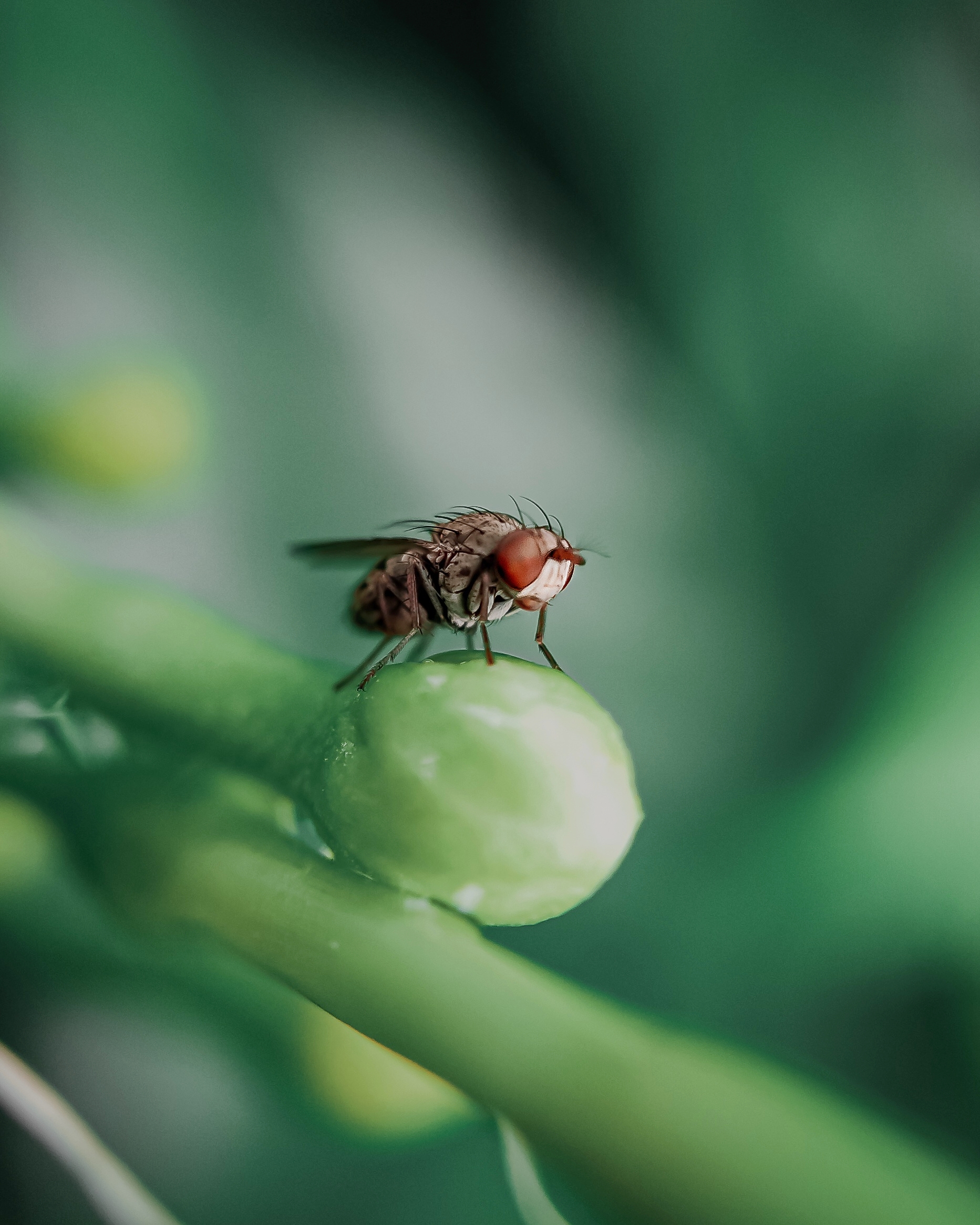 Little housefly on little flower