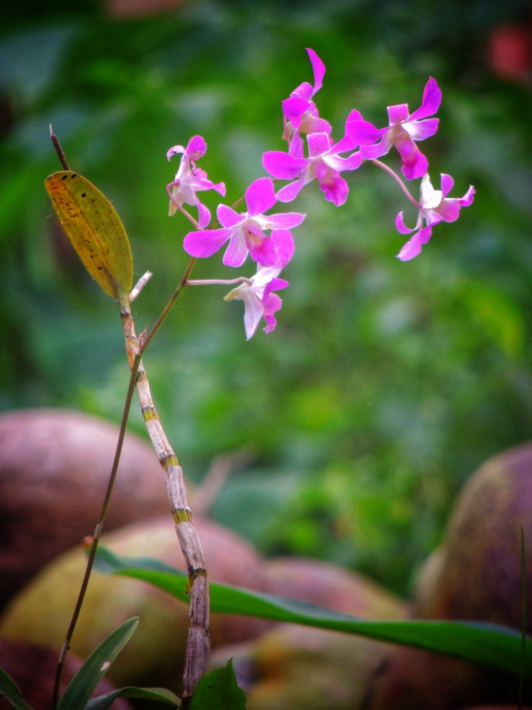 Little pink flowers