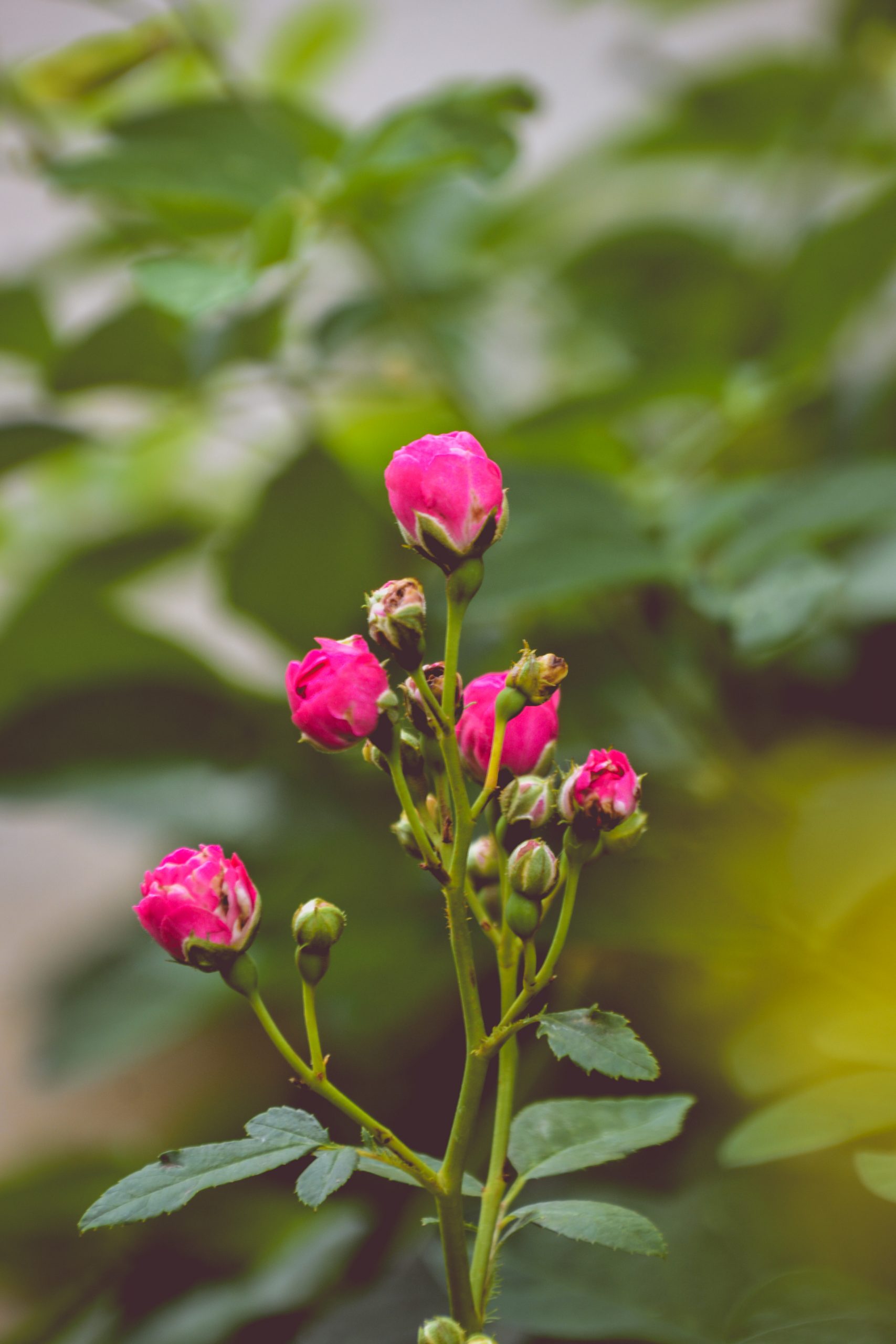Little rose buds on blurred green background