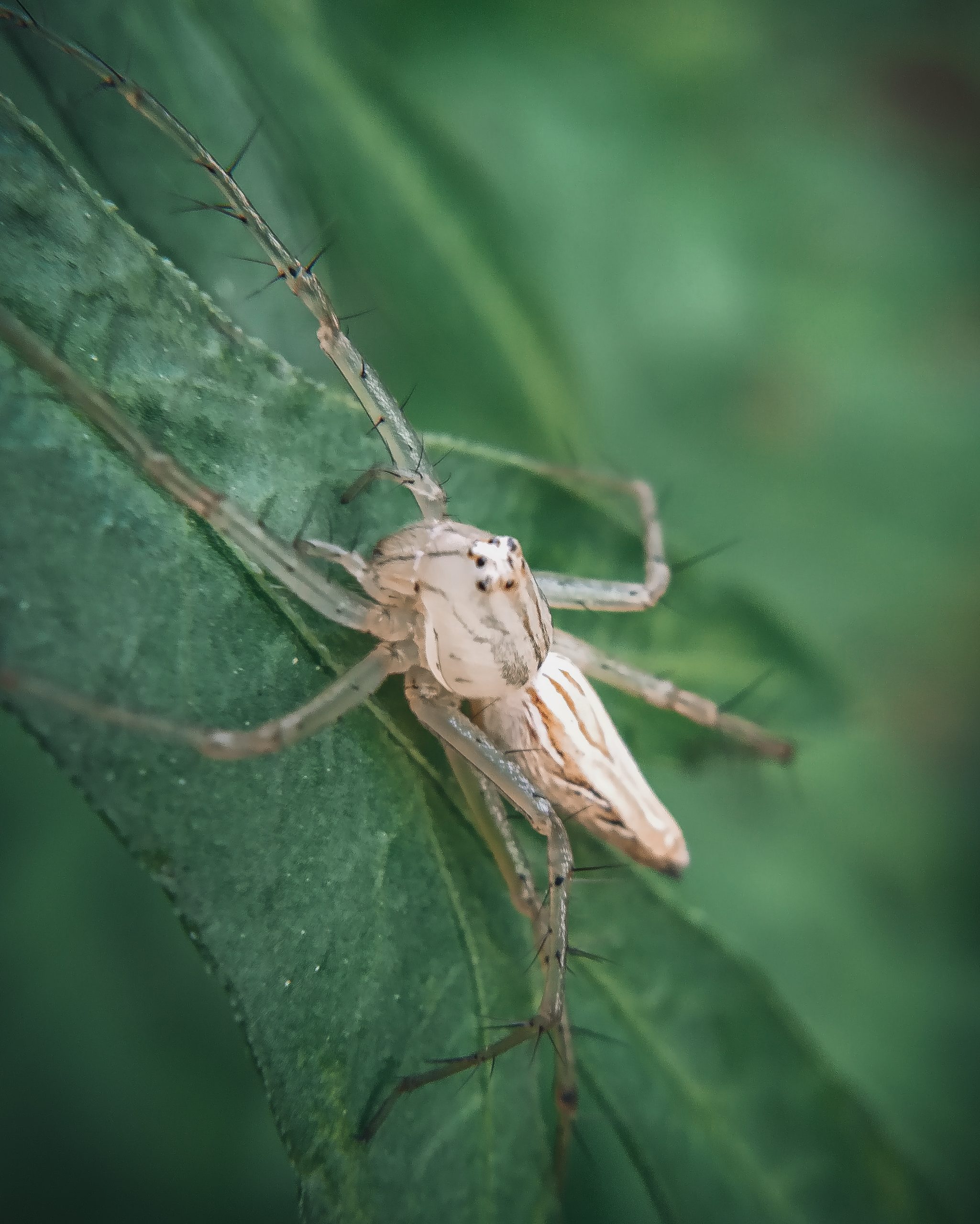 Little spider on a plant