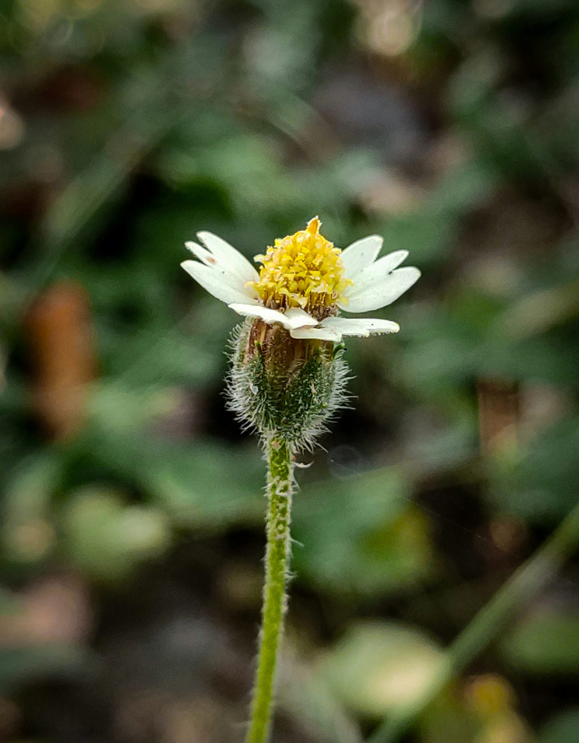 Little white flower