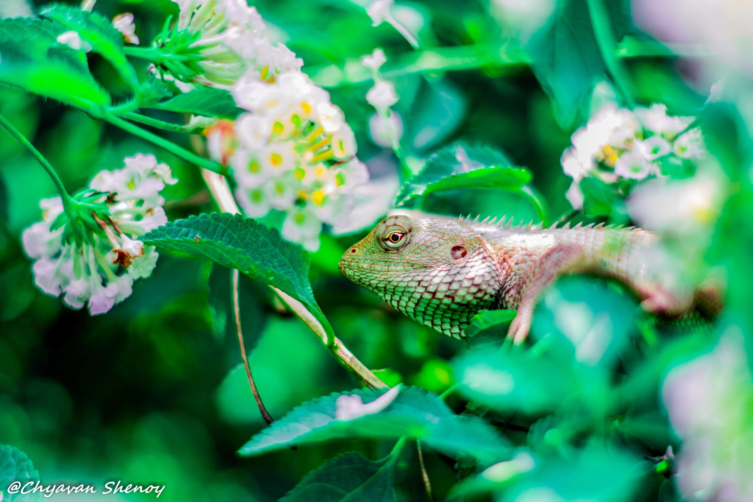 Lizard and flowers