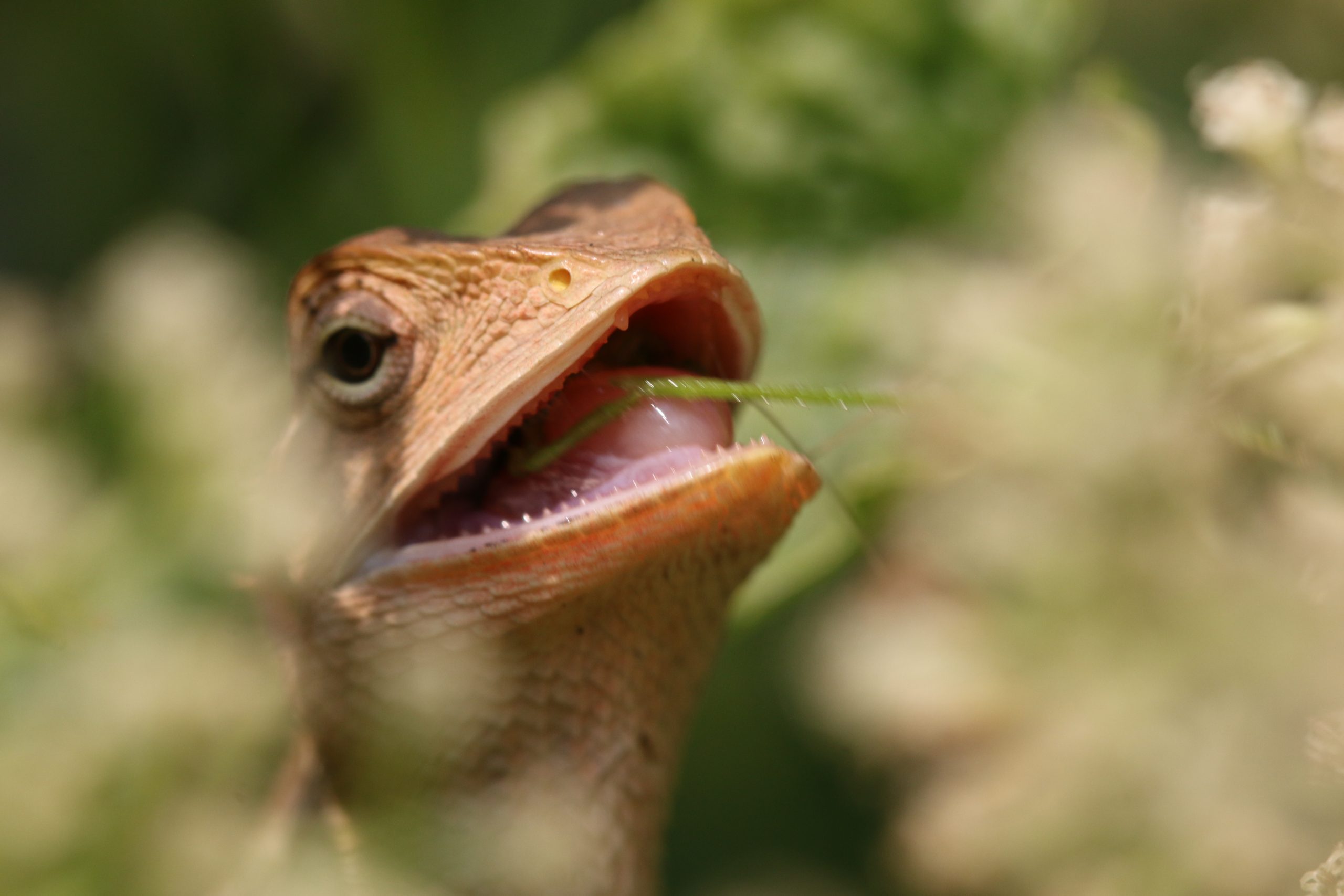 Reptile Earing