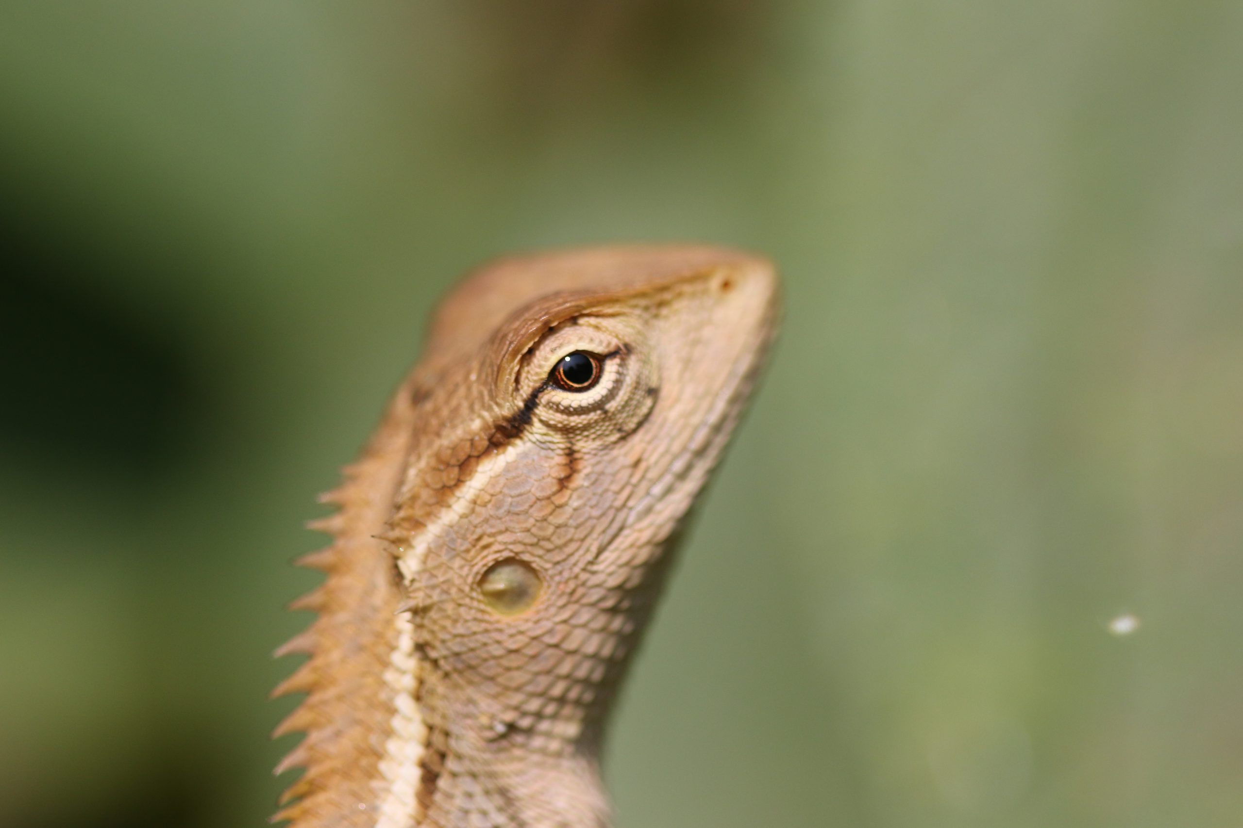 close-up of lizard