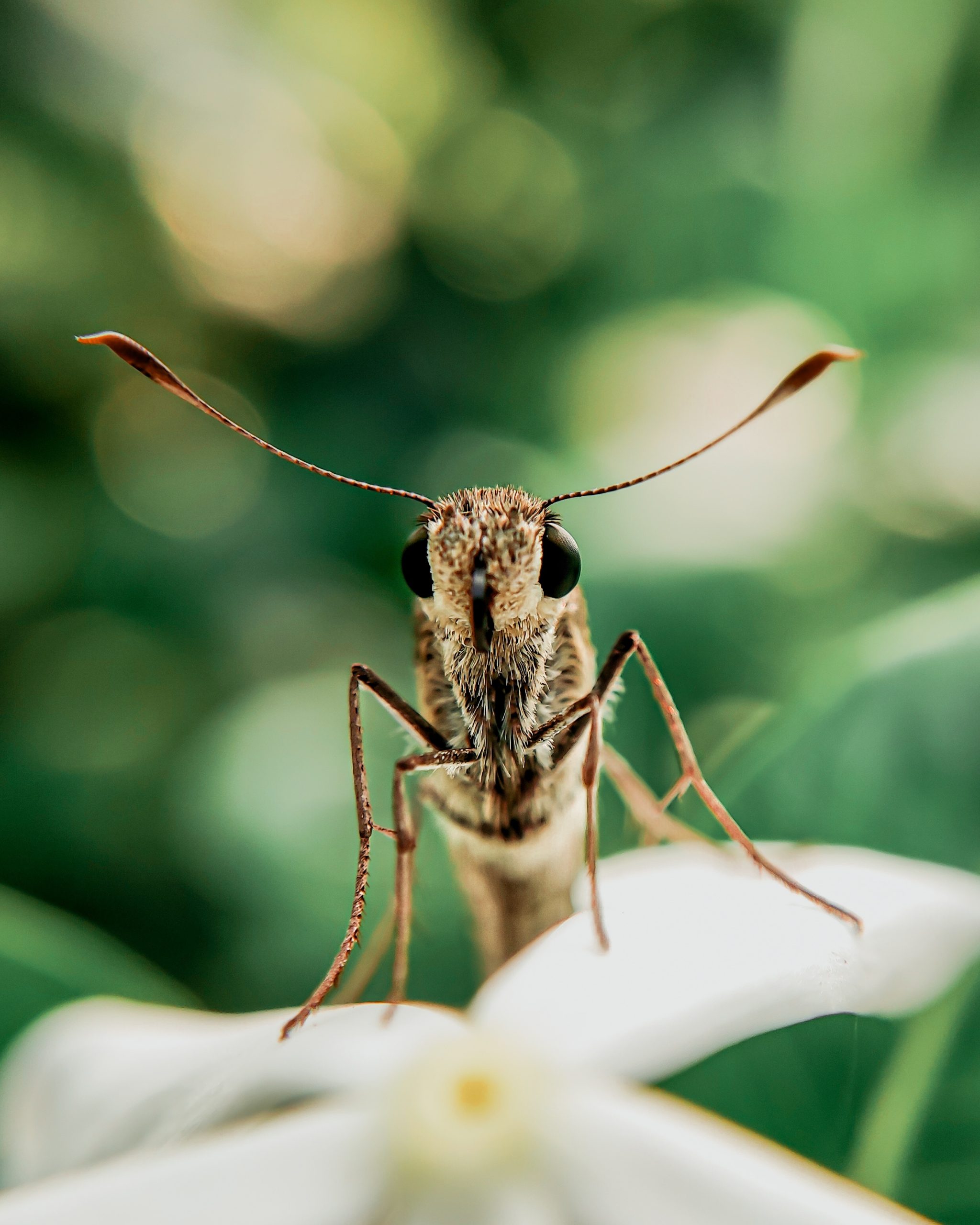 Locust closeup