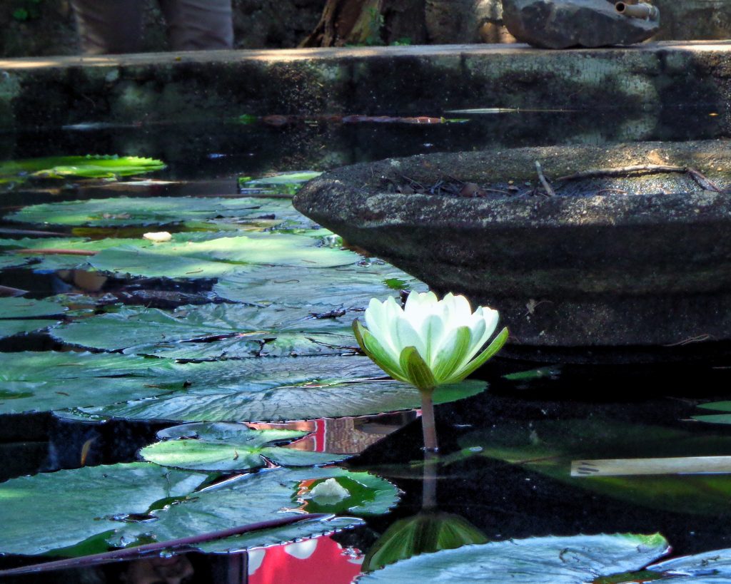 Lotus blooms in mud PixaHive