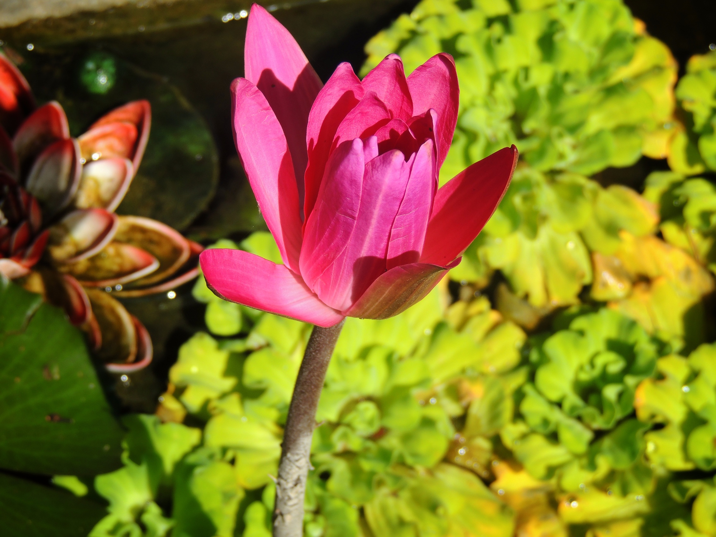 Lotus in sunlight