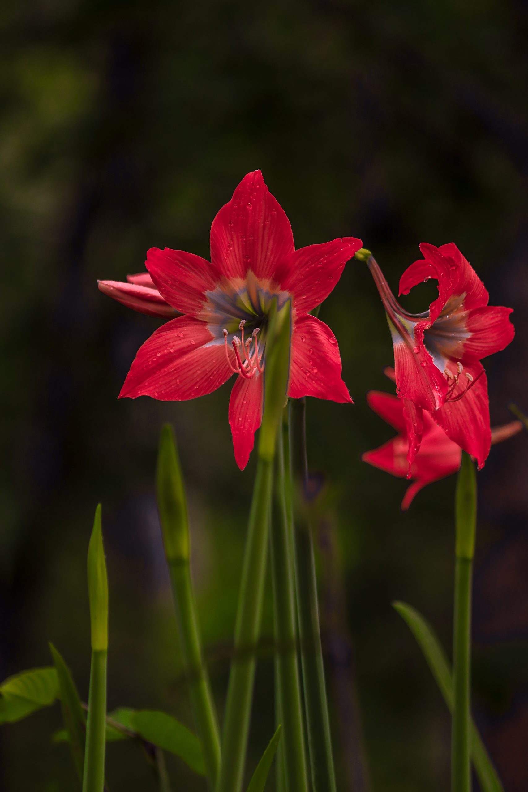 Red flowers