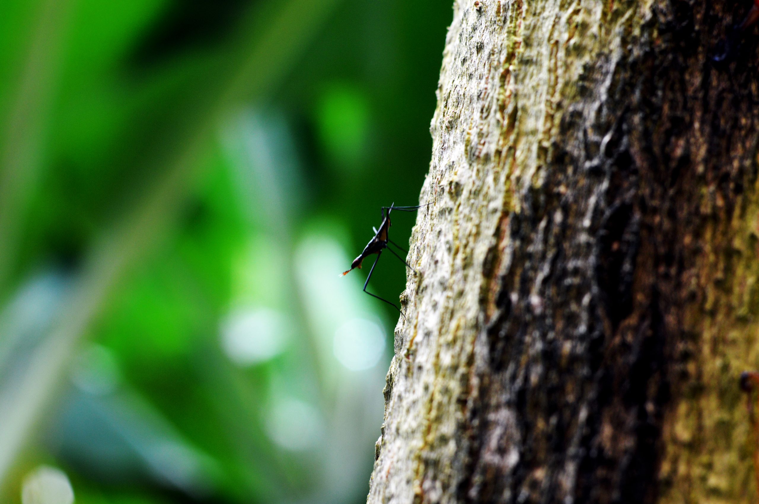 An insect on tree stem