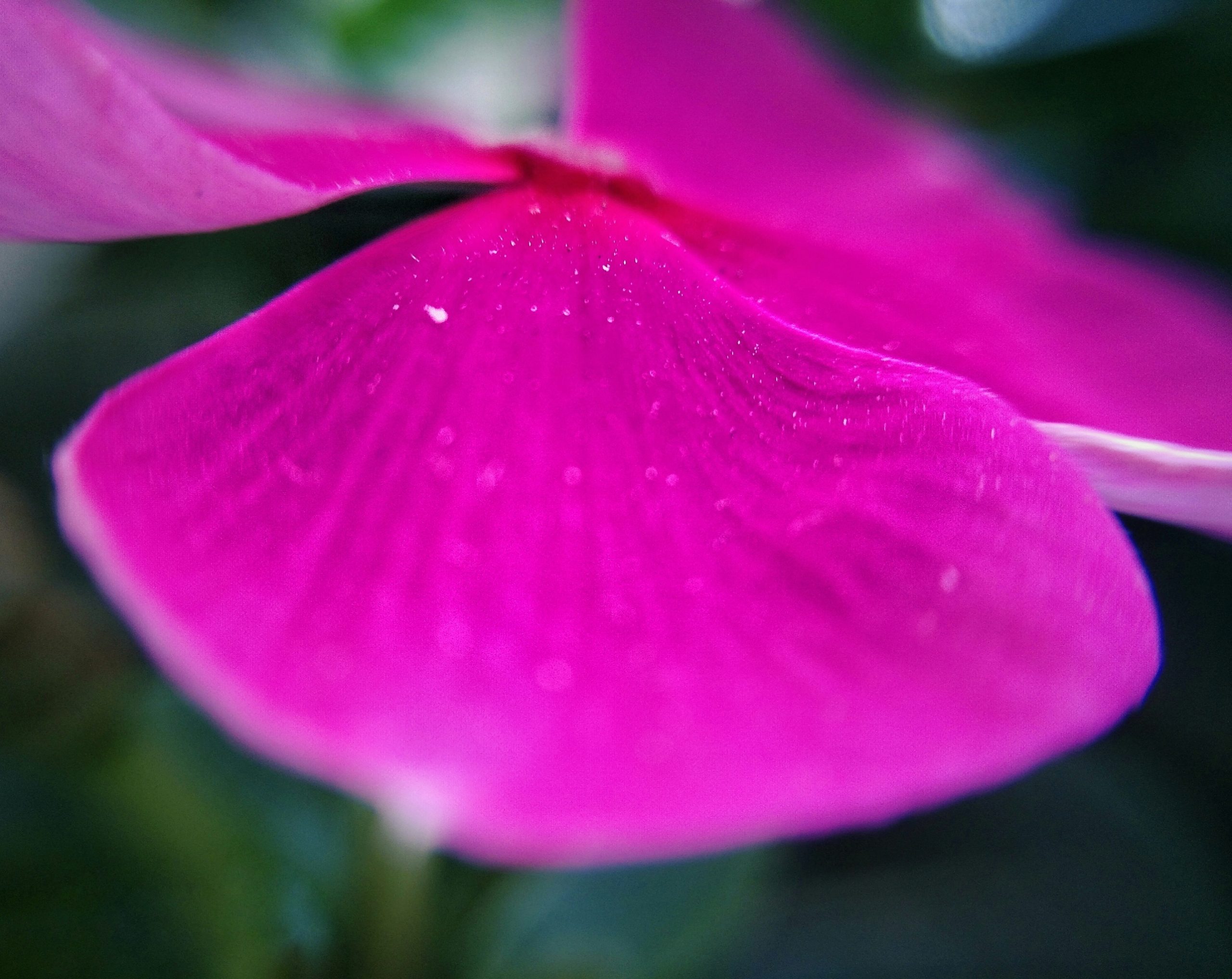 Macro Pink Petal