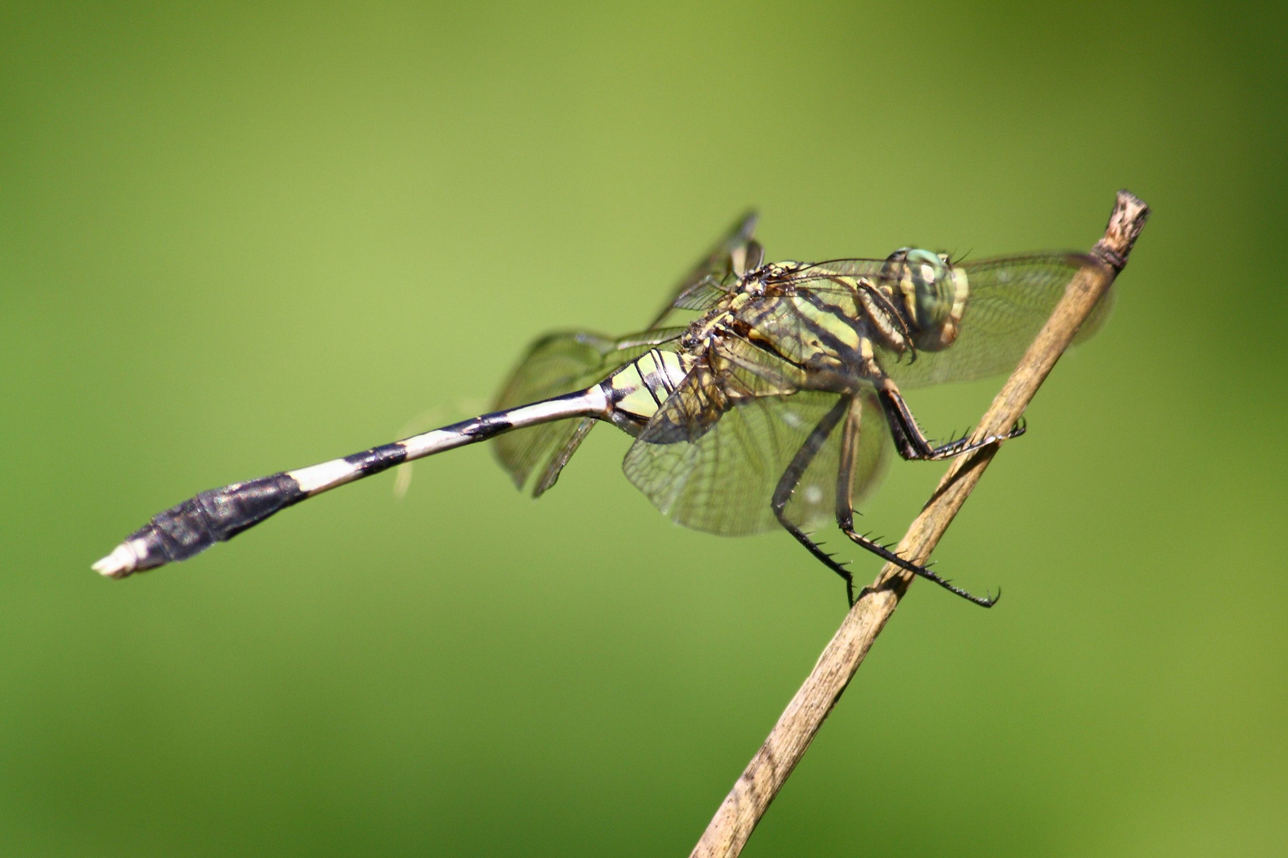Macro of Dragonfly on natural green background