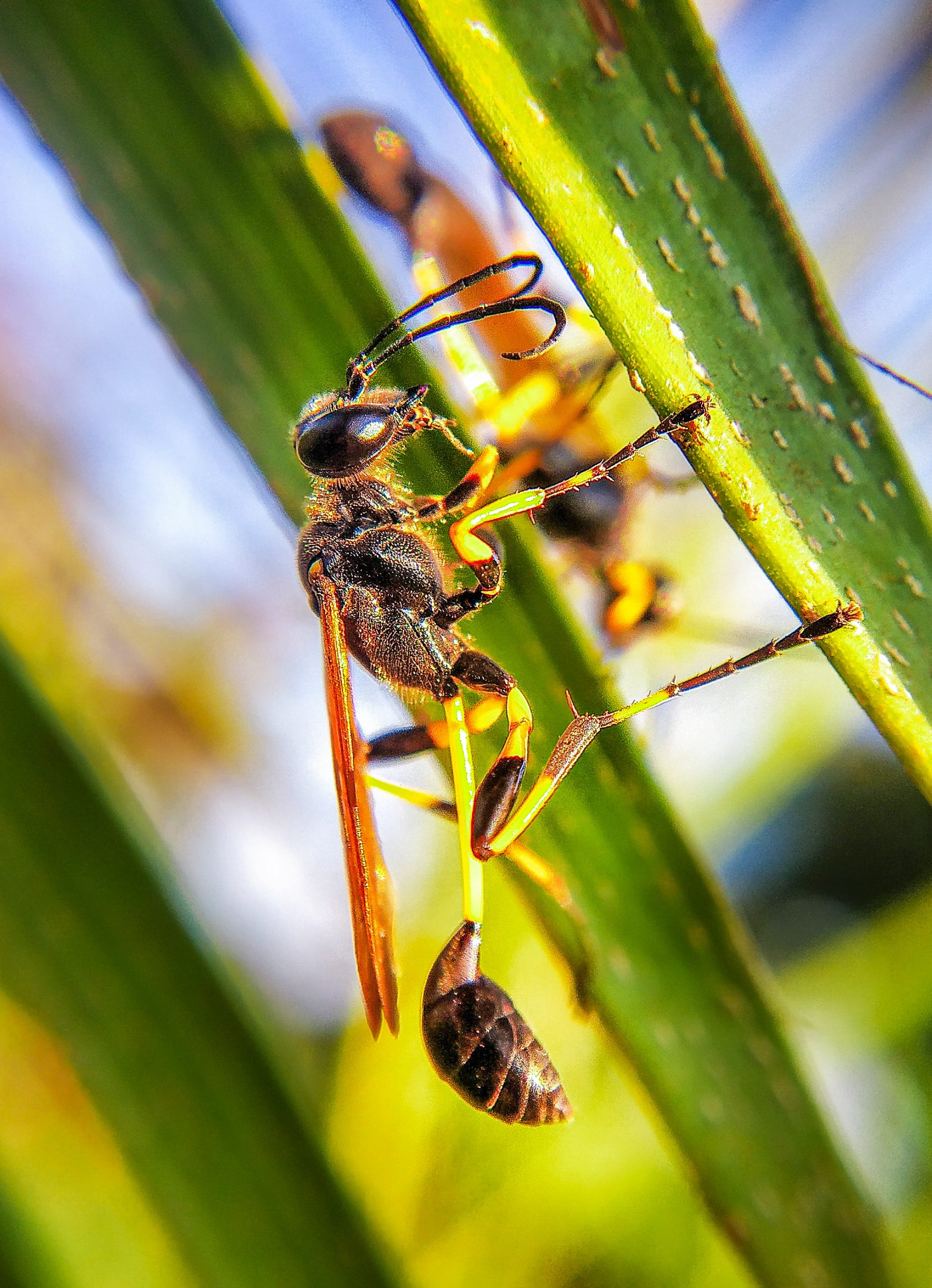 Macro shot of Mud dauber wasp sitting on leaf