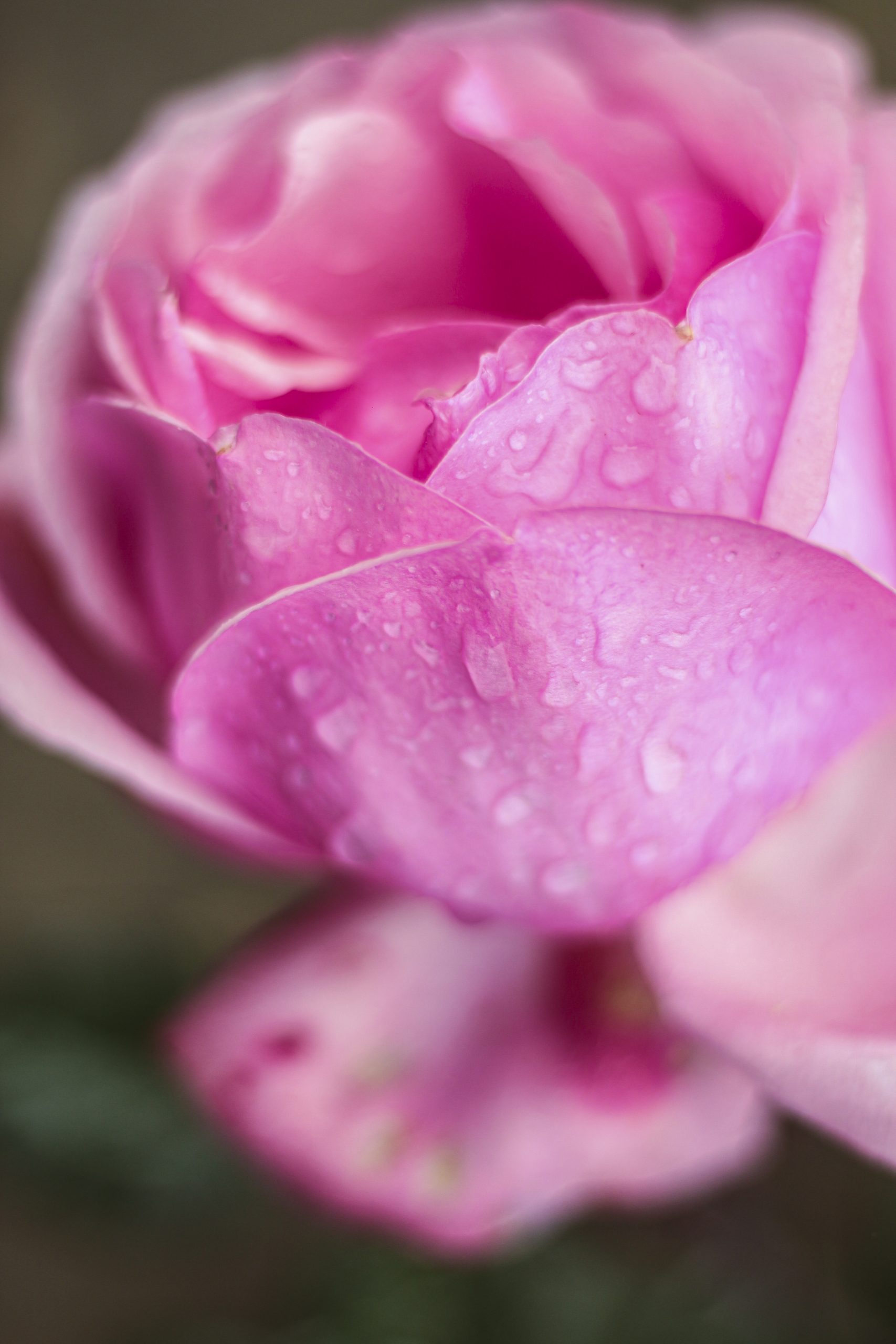 Macro shot of droplets on pink rose