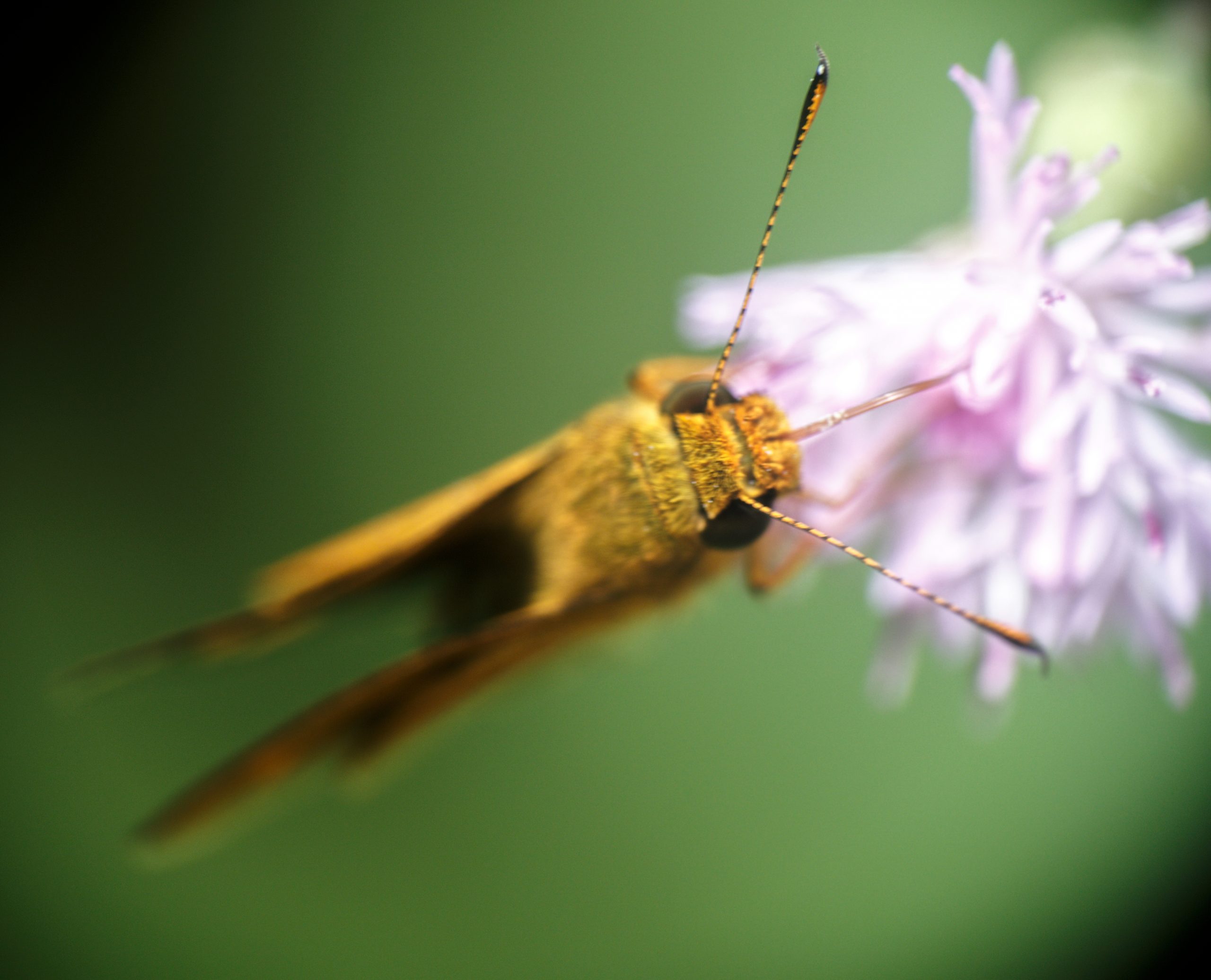 Macro shot of moth on flower