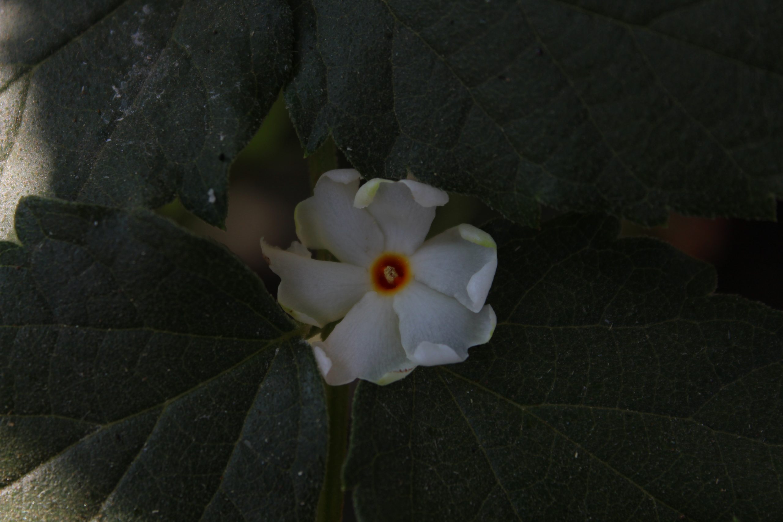 Magical Parijaat Flower