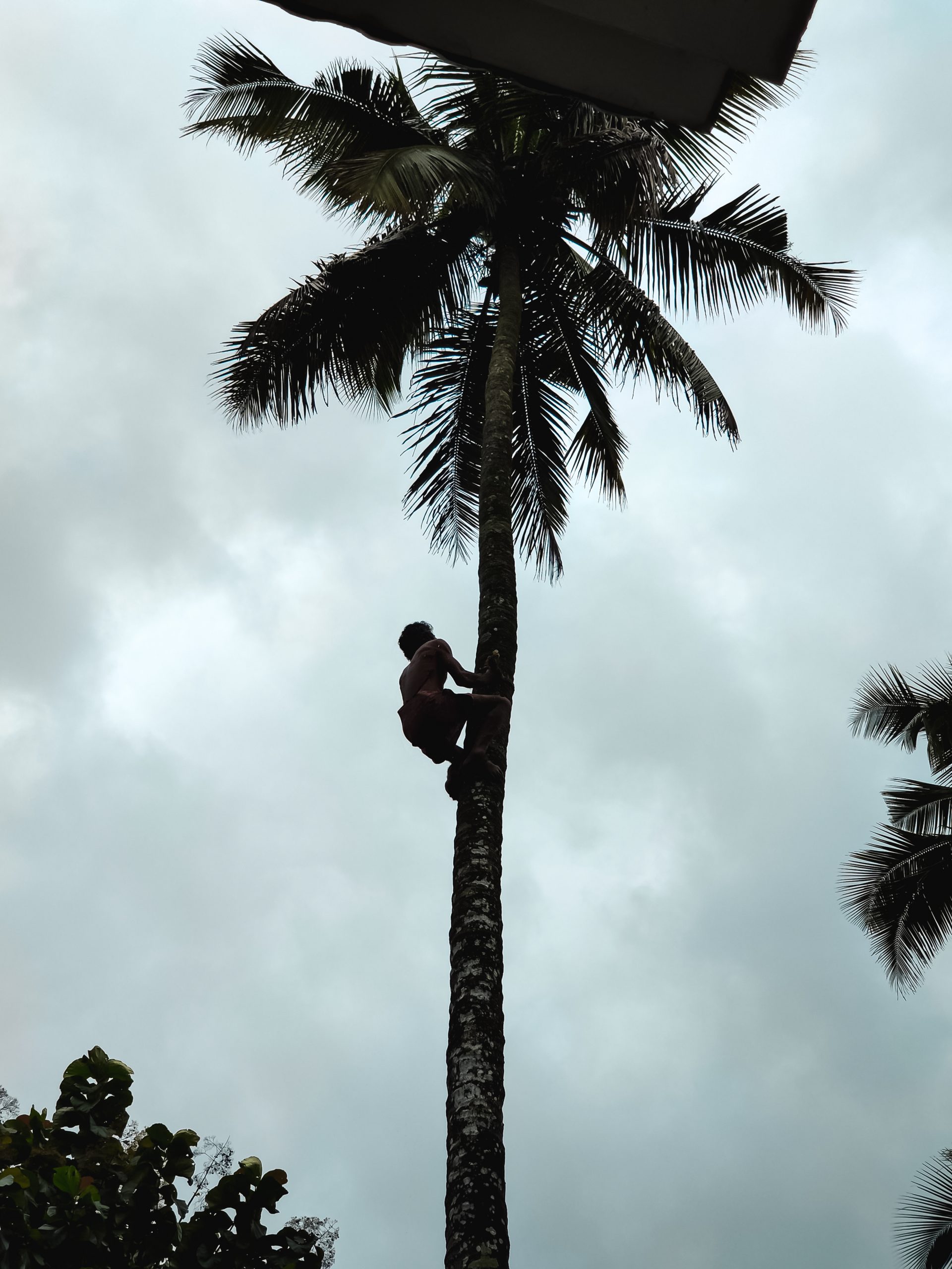 A man climbing a tree for fruits