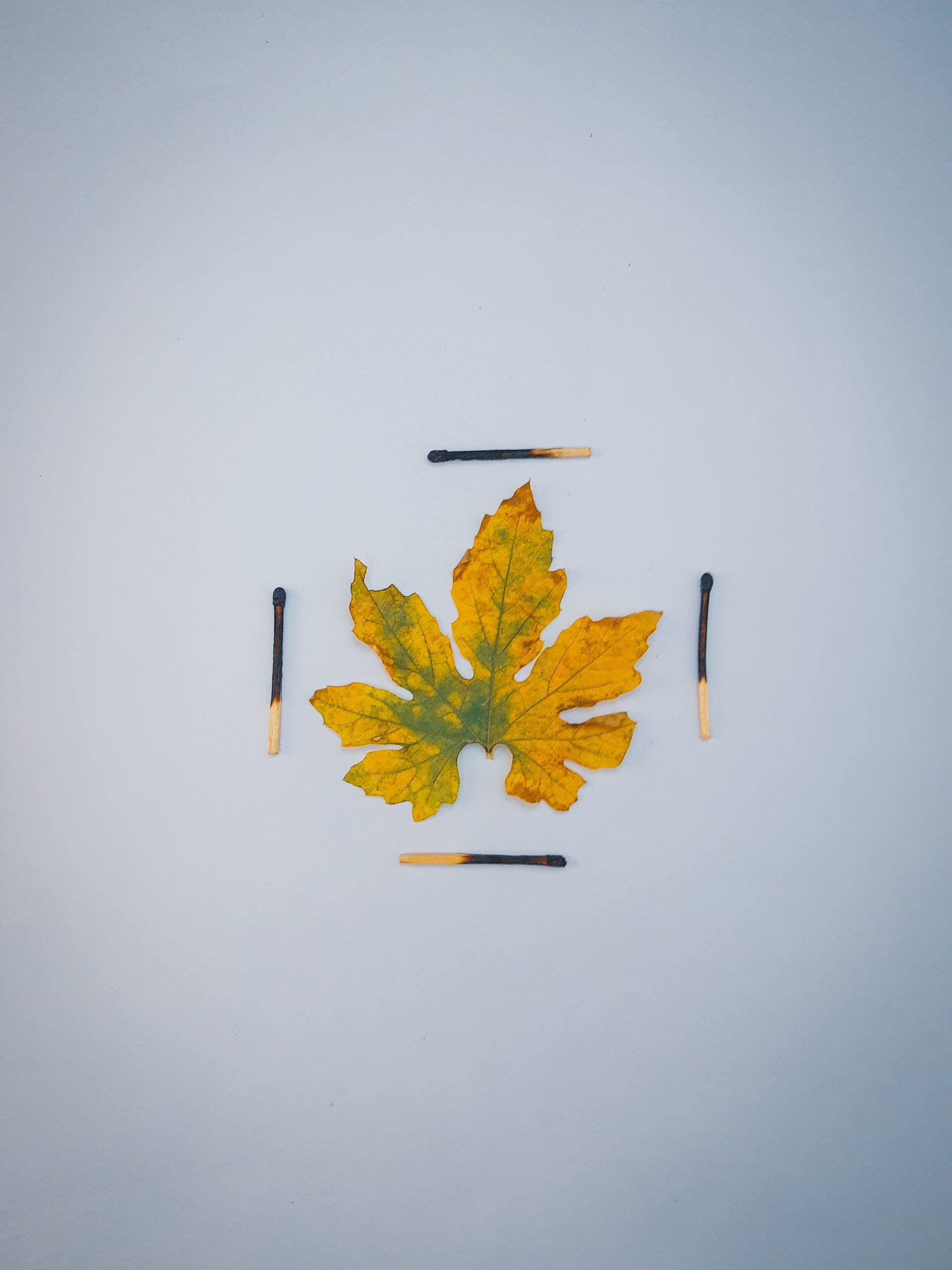 Maple Leaf and Matches on Gray Background