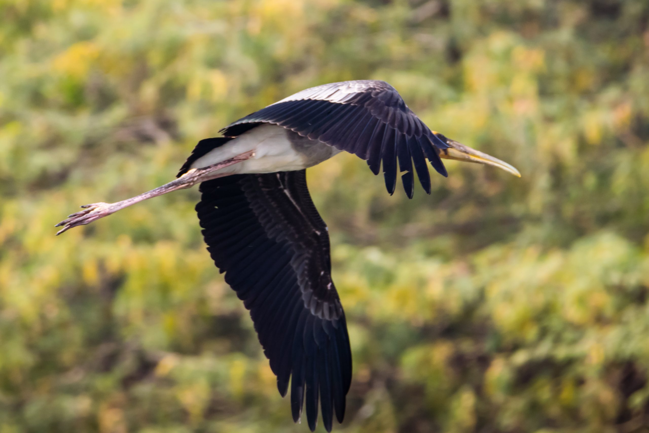 Marabou stork Flying on Focus