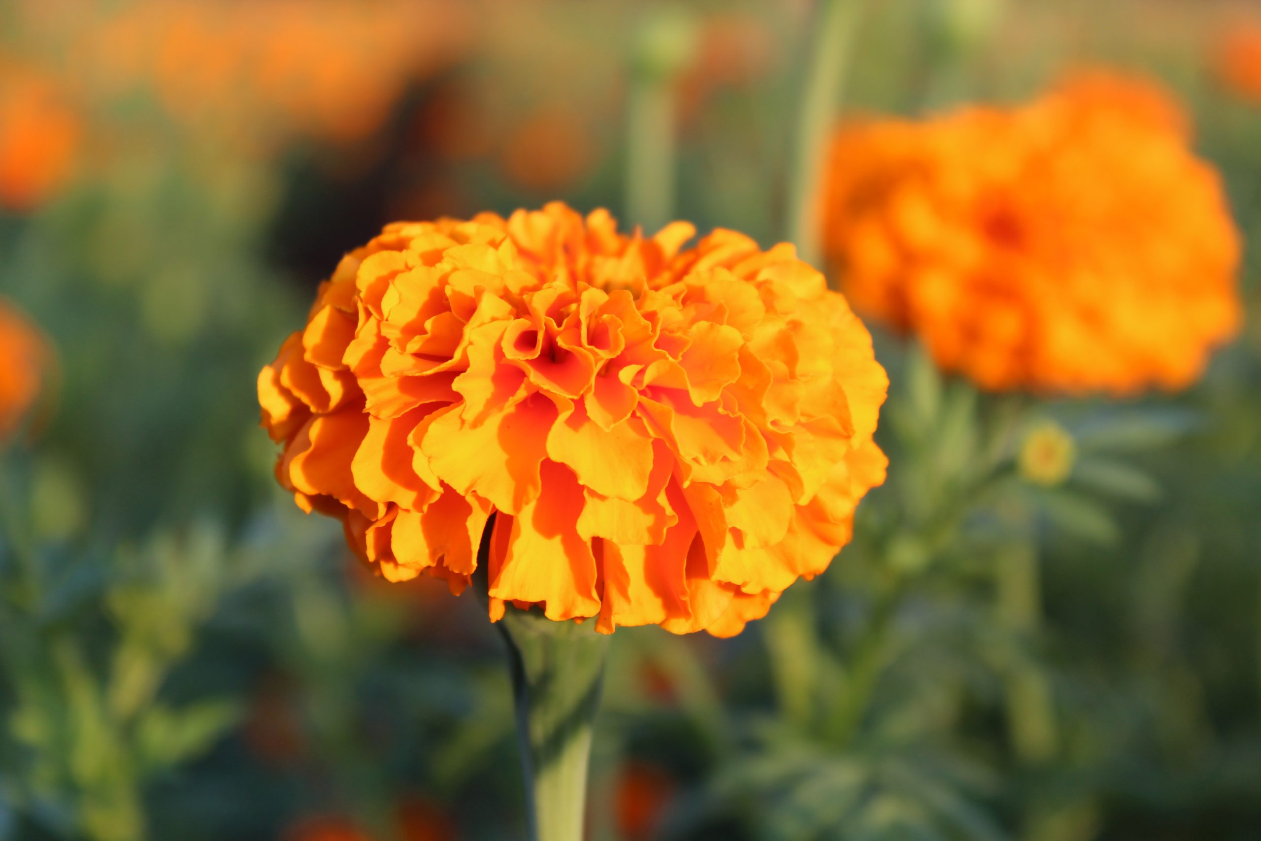 Marigold in full bloom