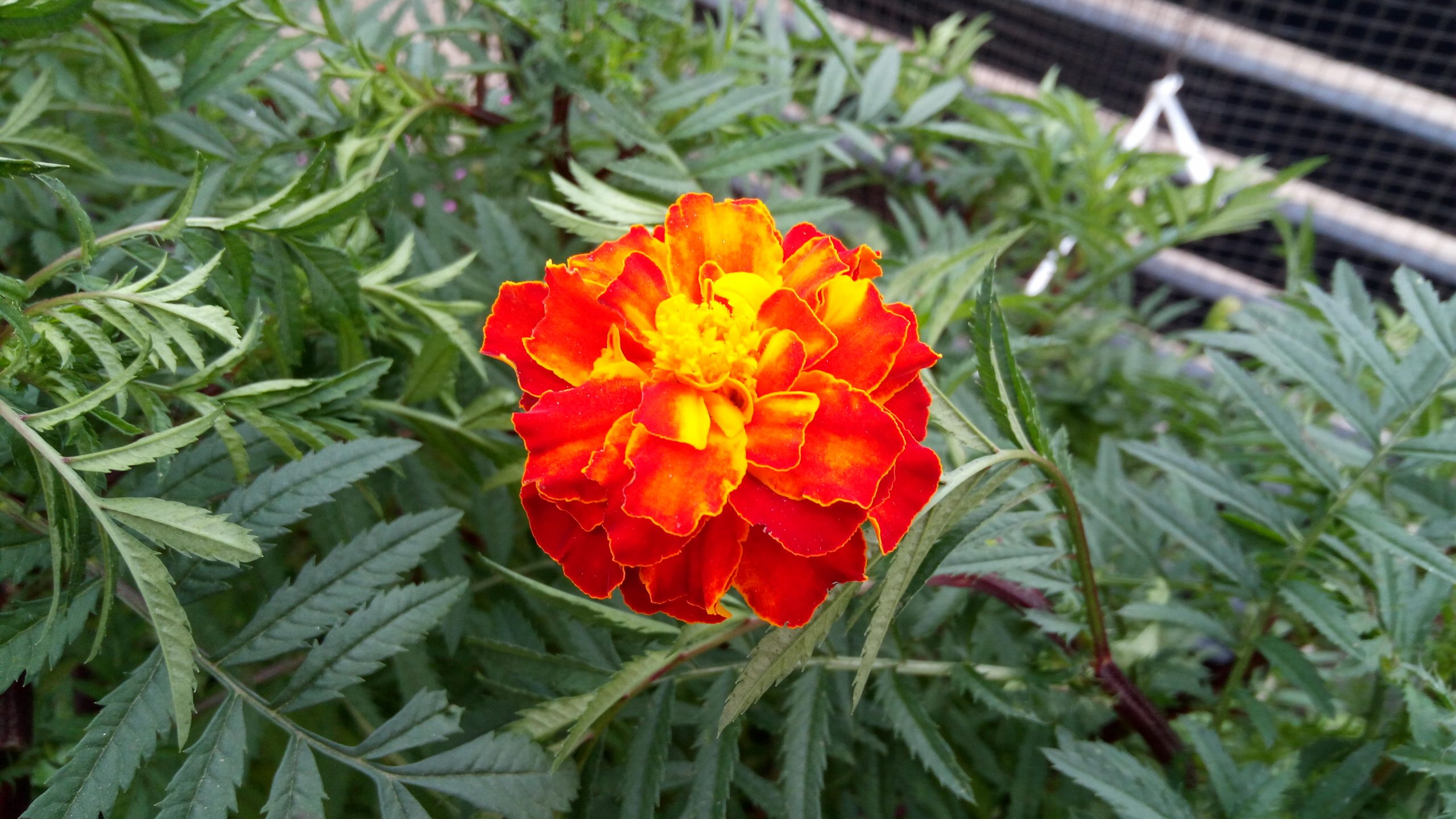 Marigold Flower on Focus