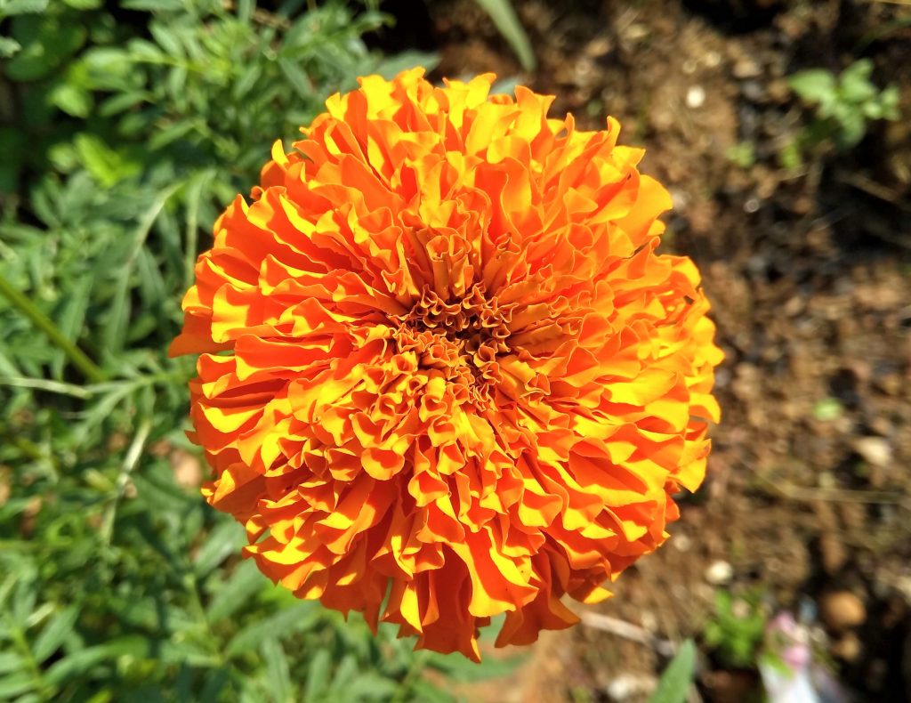 Marigold flower - PixaHive