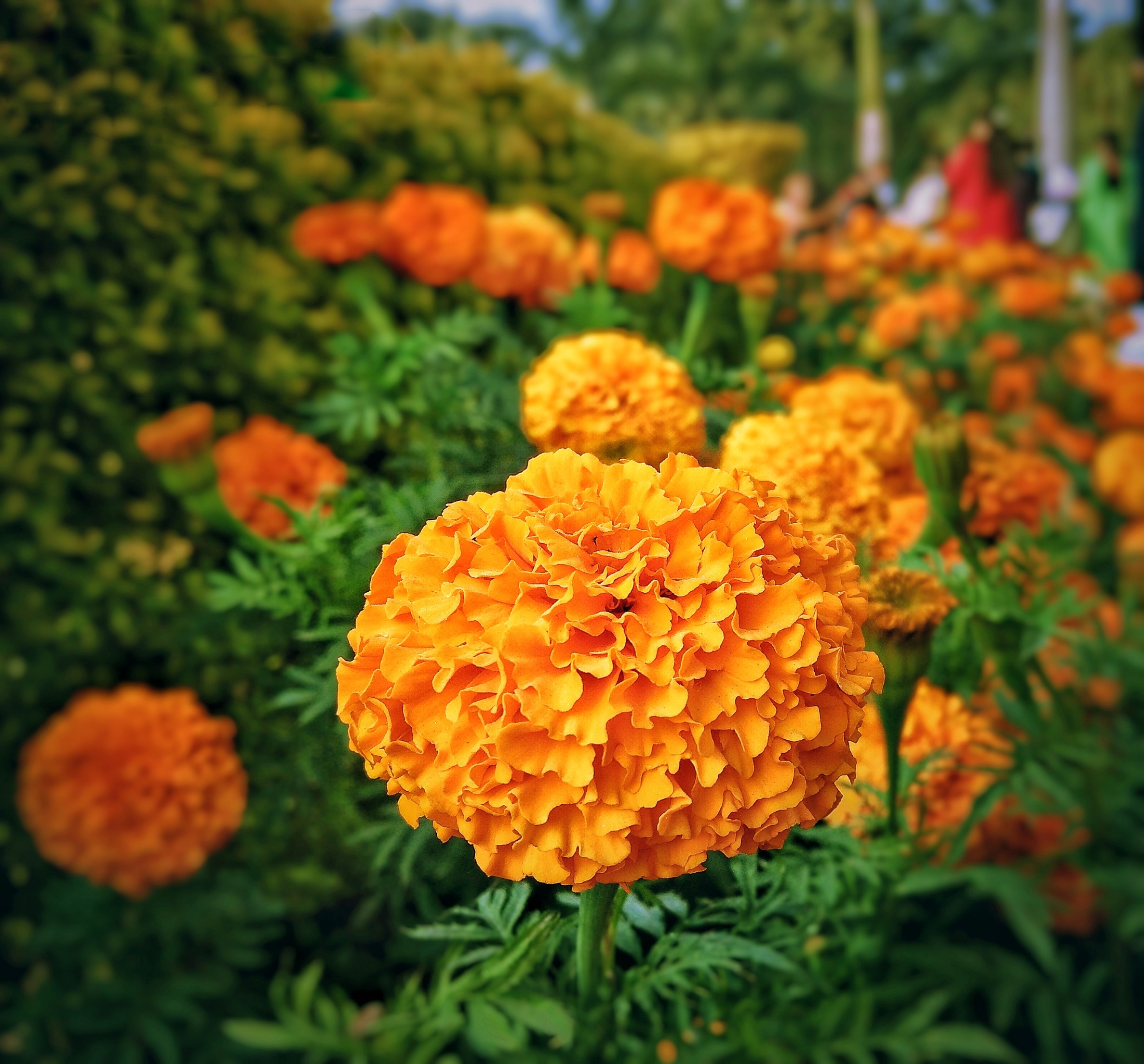 Marigold flower