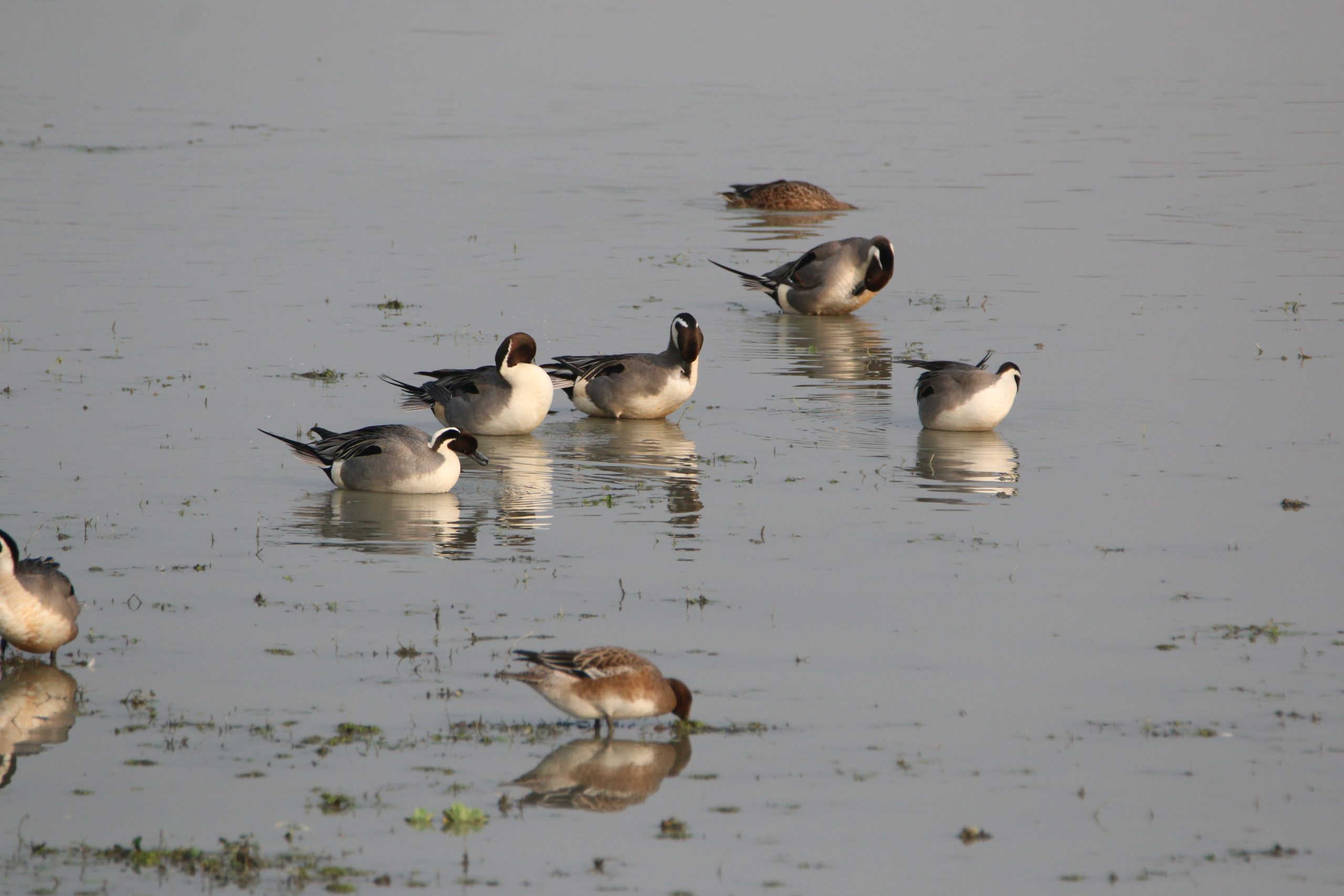 Migratory birds in a pond