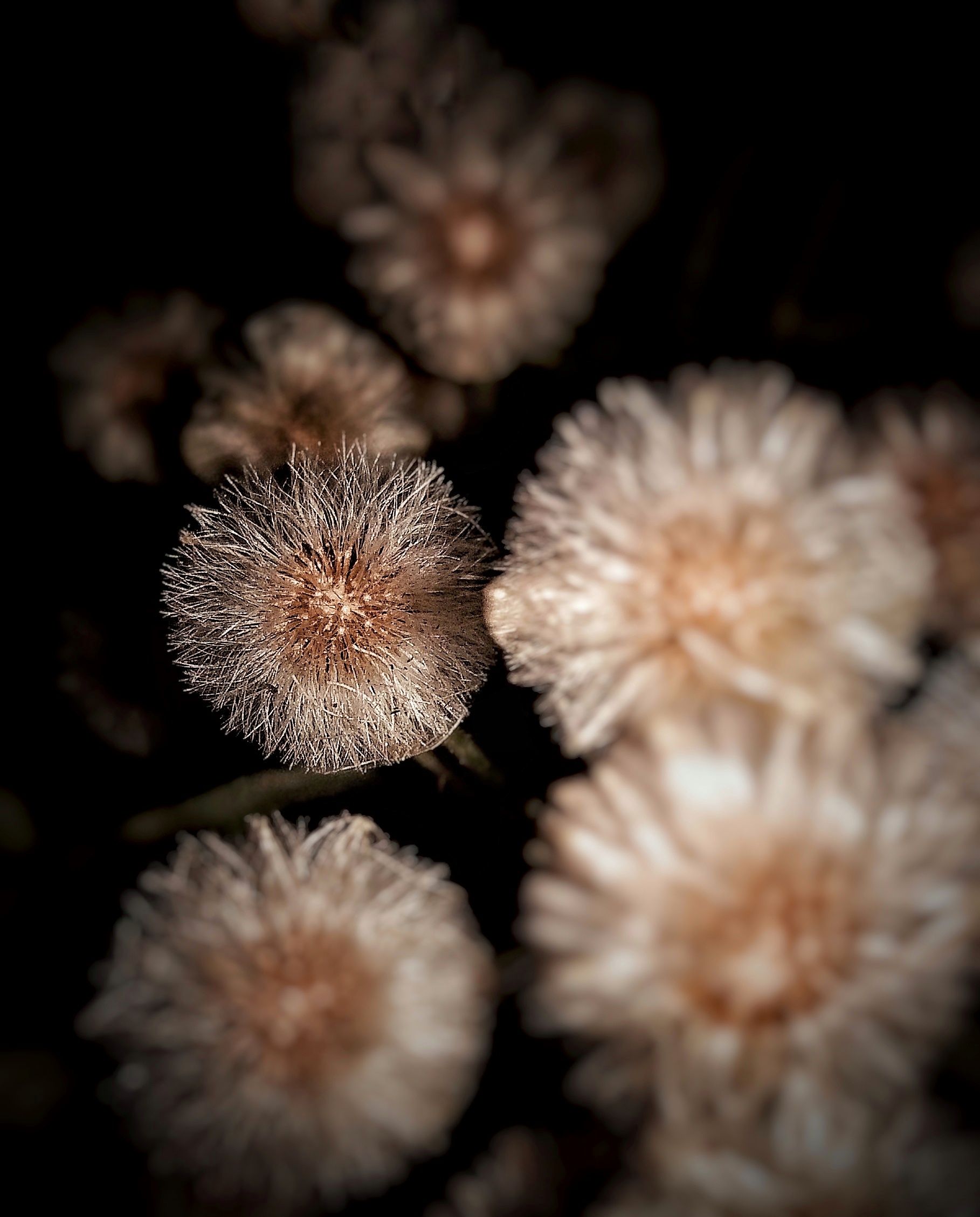 Mimosa Plant Dry Flowers on Focus