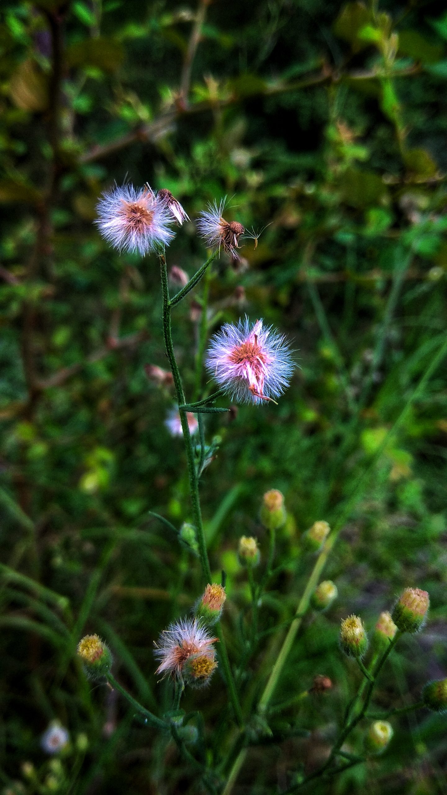 White Wild Flowers