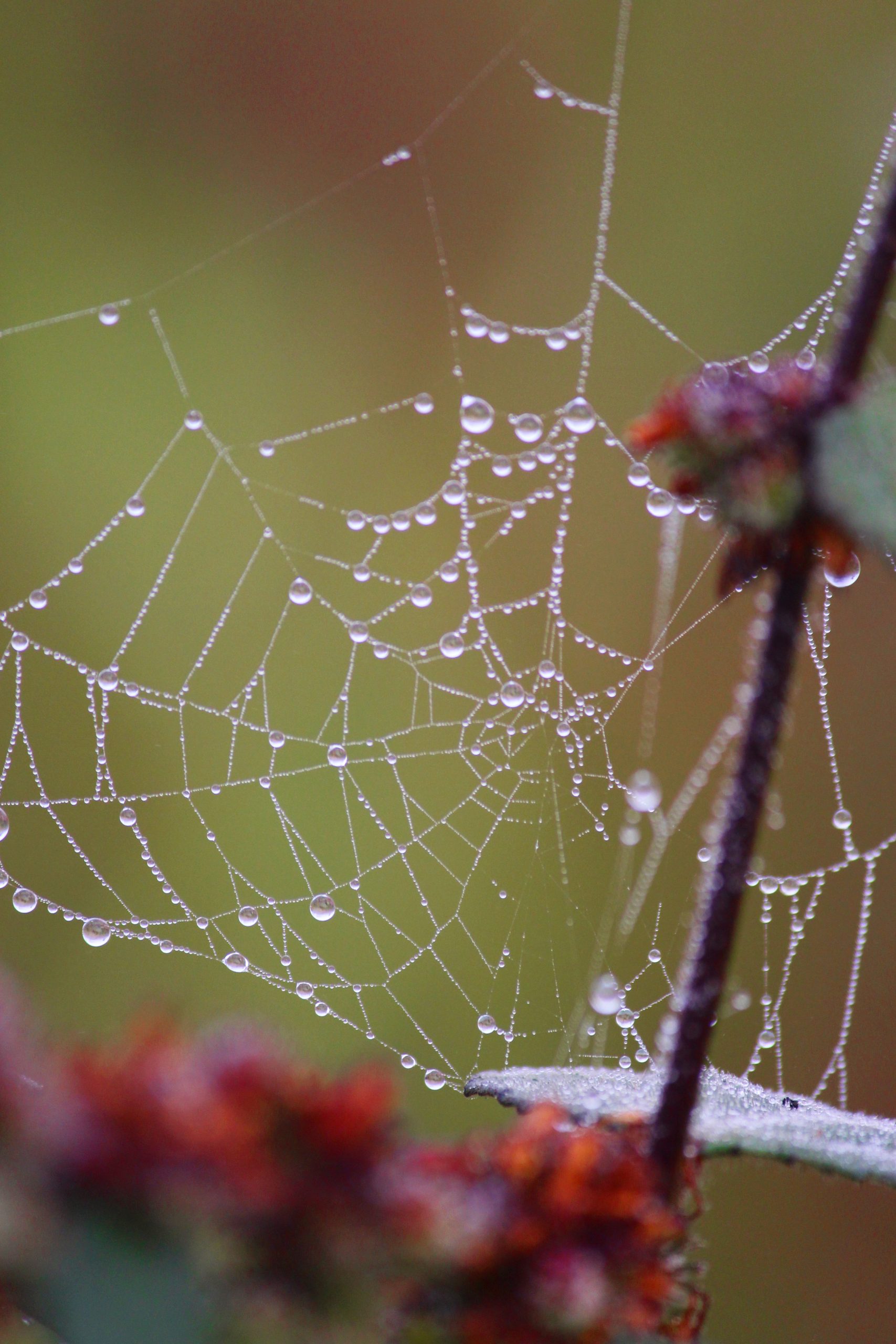 Misty pearls in a cob web