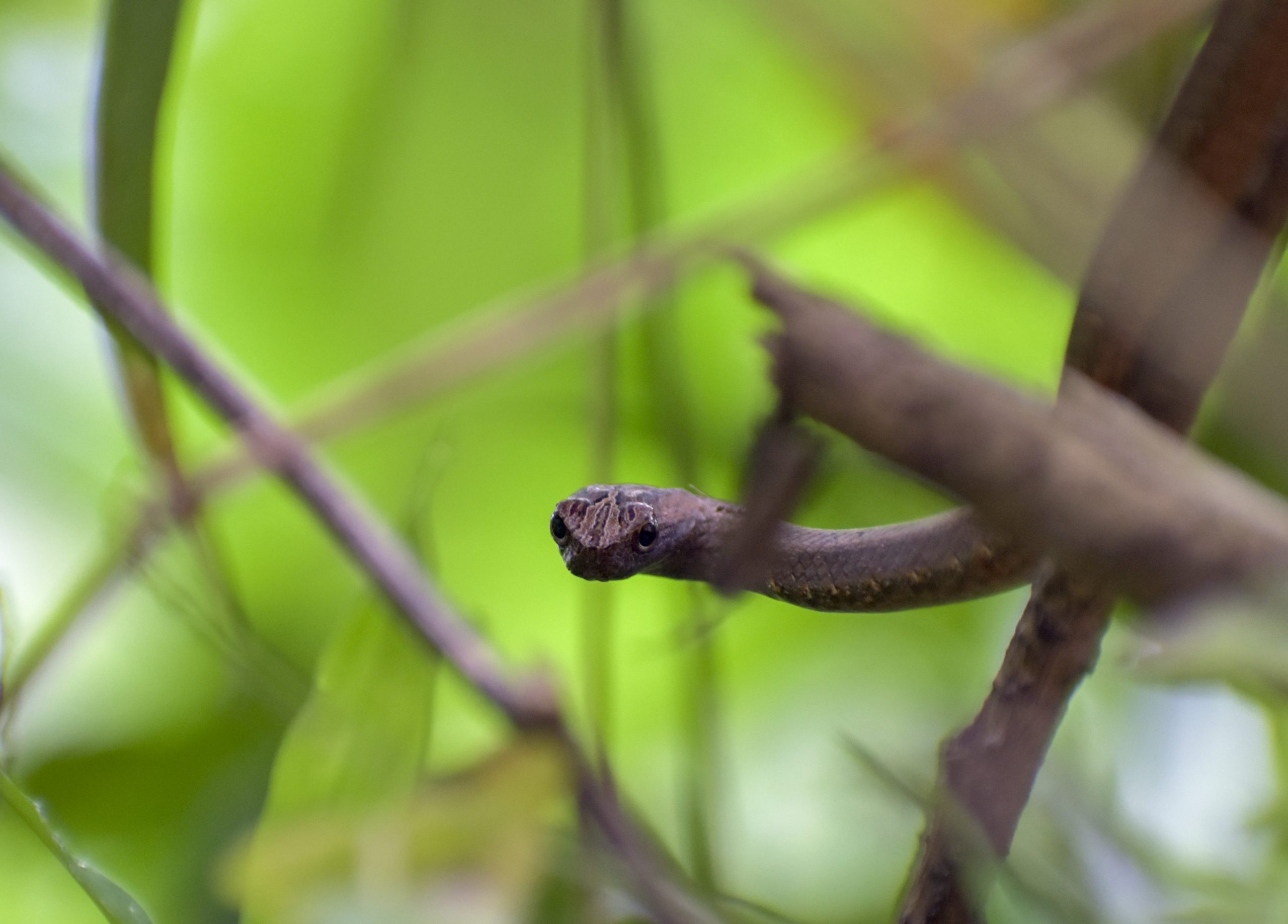 snake close-up