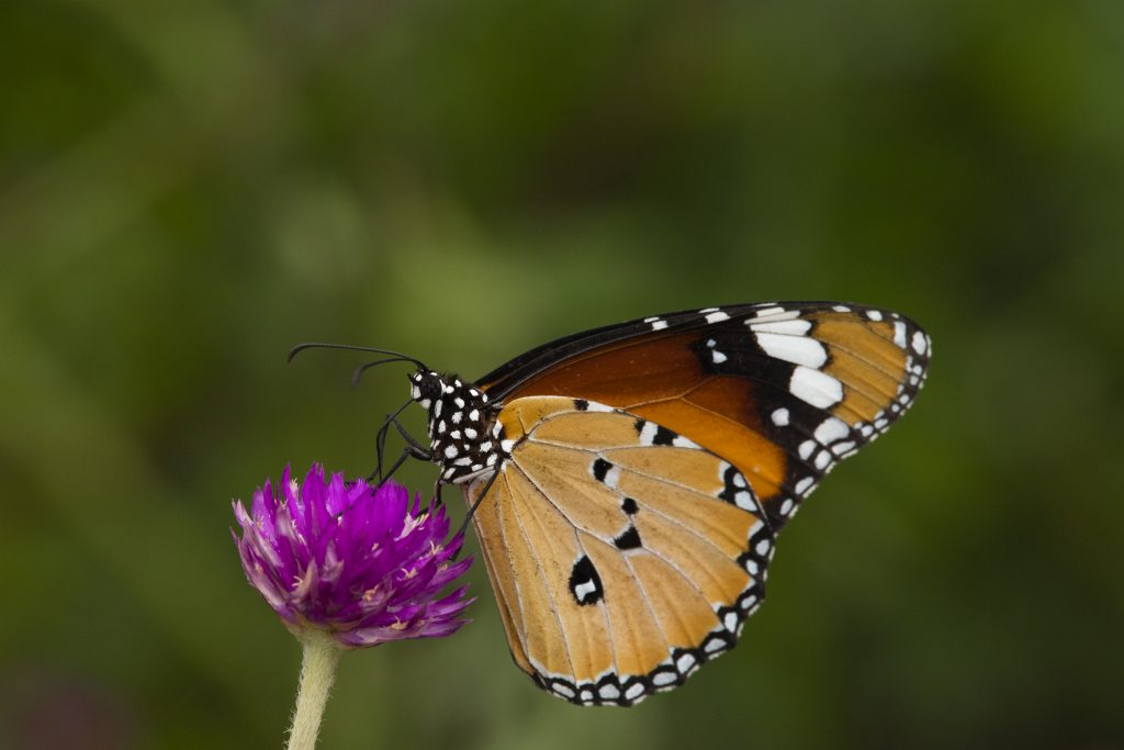 Monarch Butterfly - PixaHive