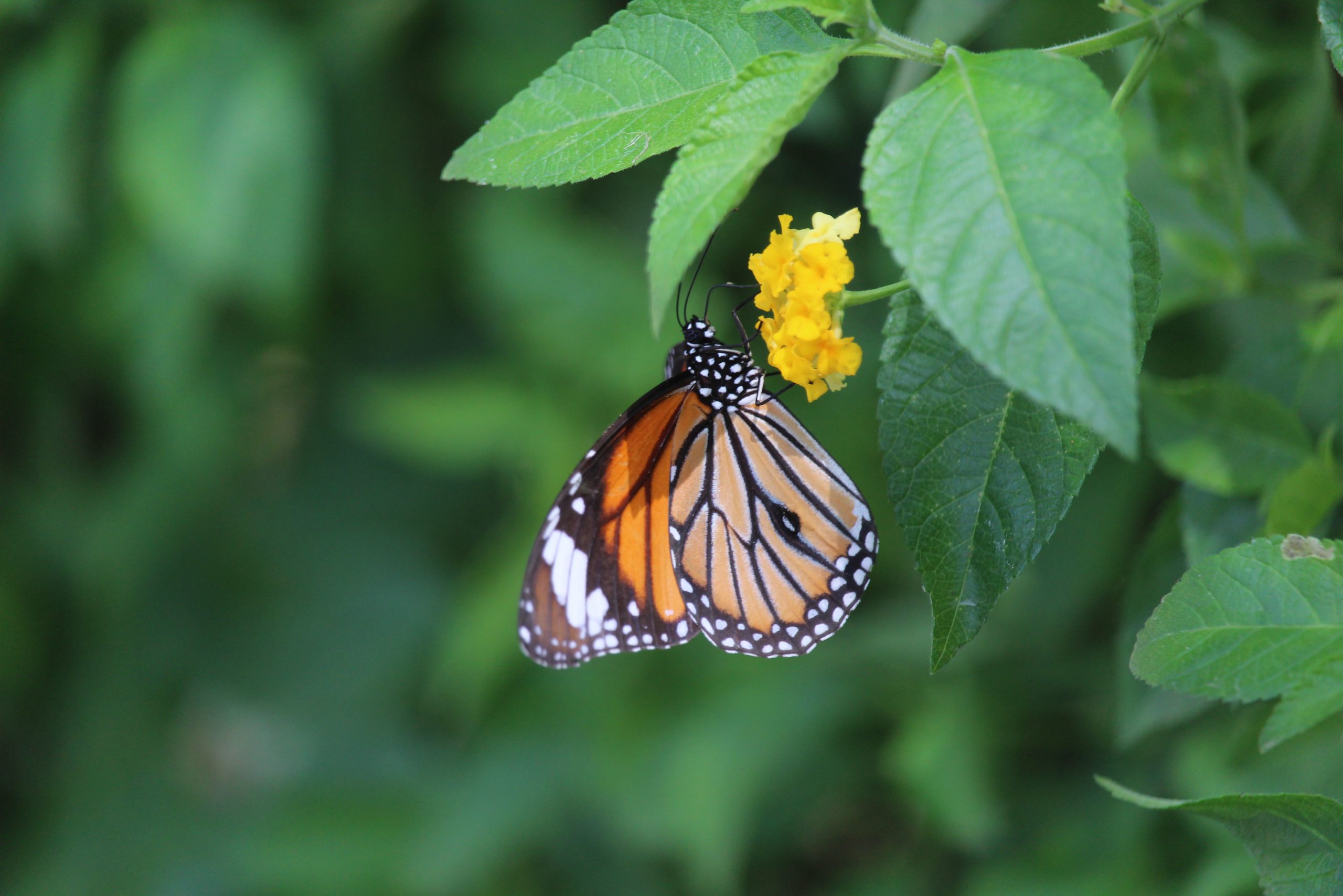 Monarch butterfly on a yellow flower