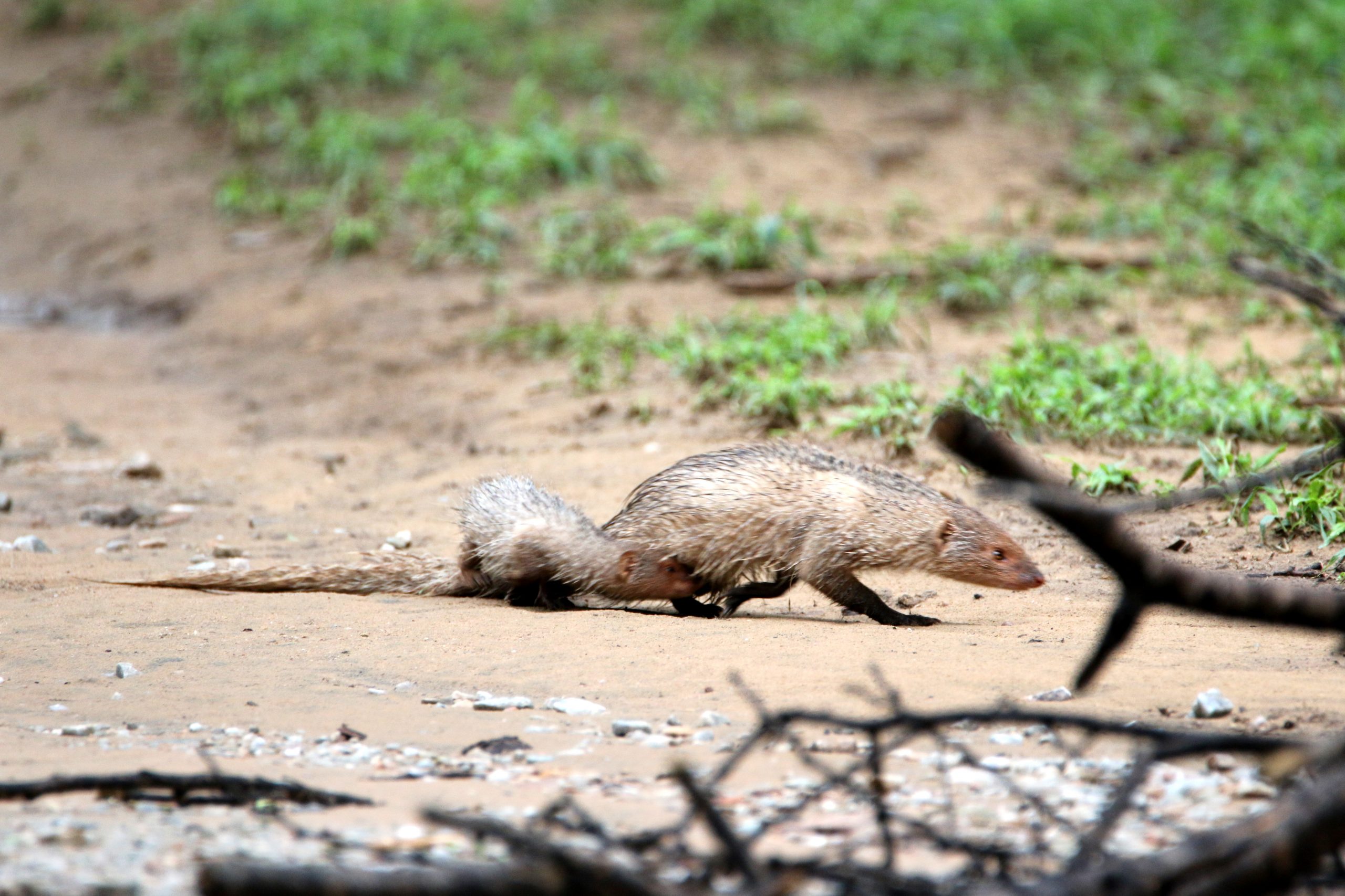 Mongoose on Road