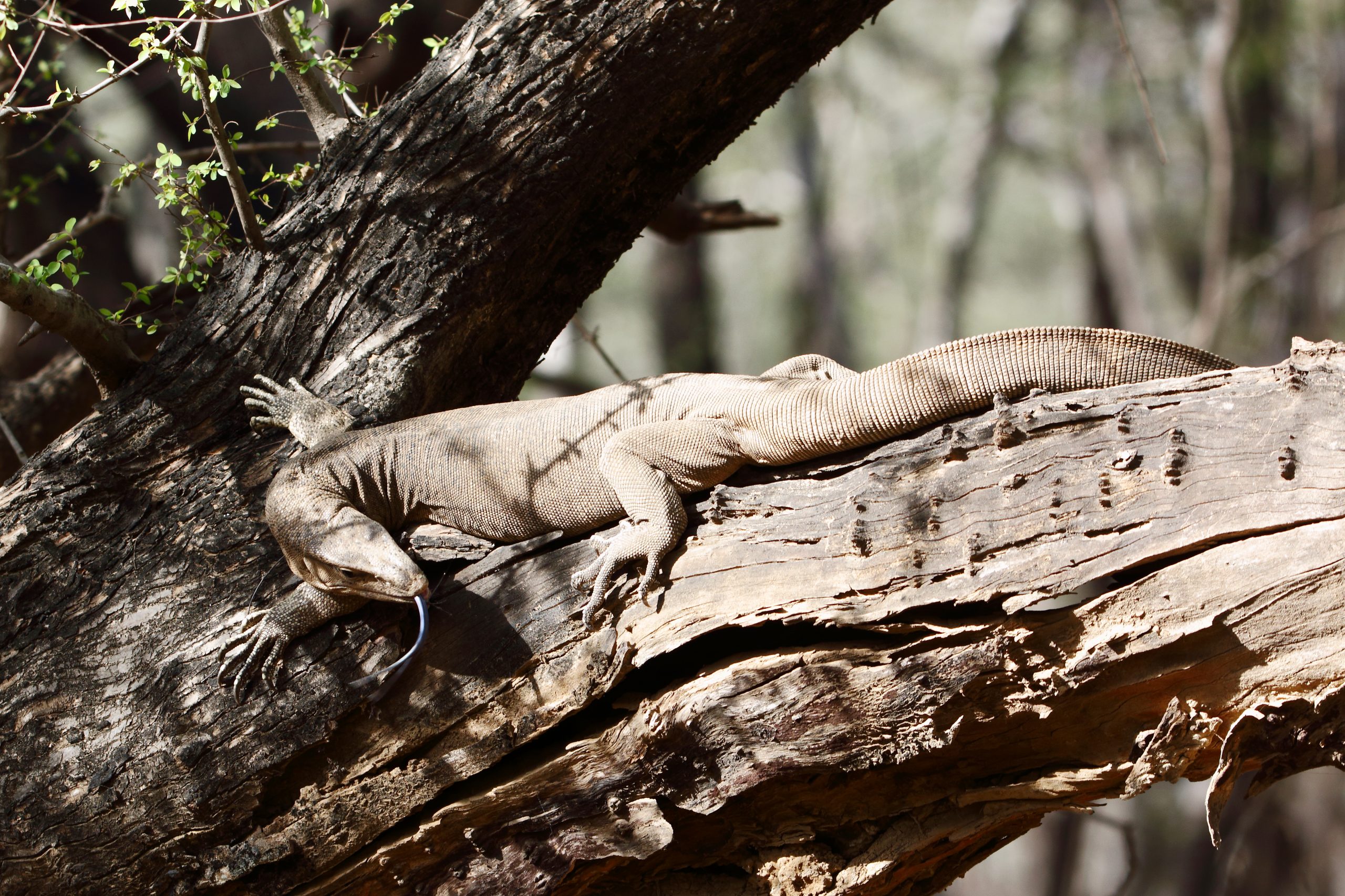 Monitor Lizard