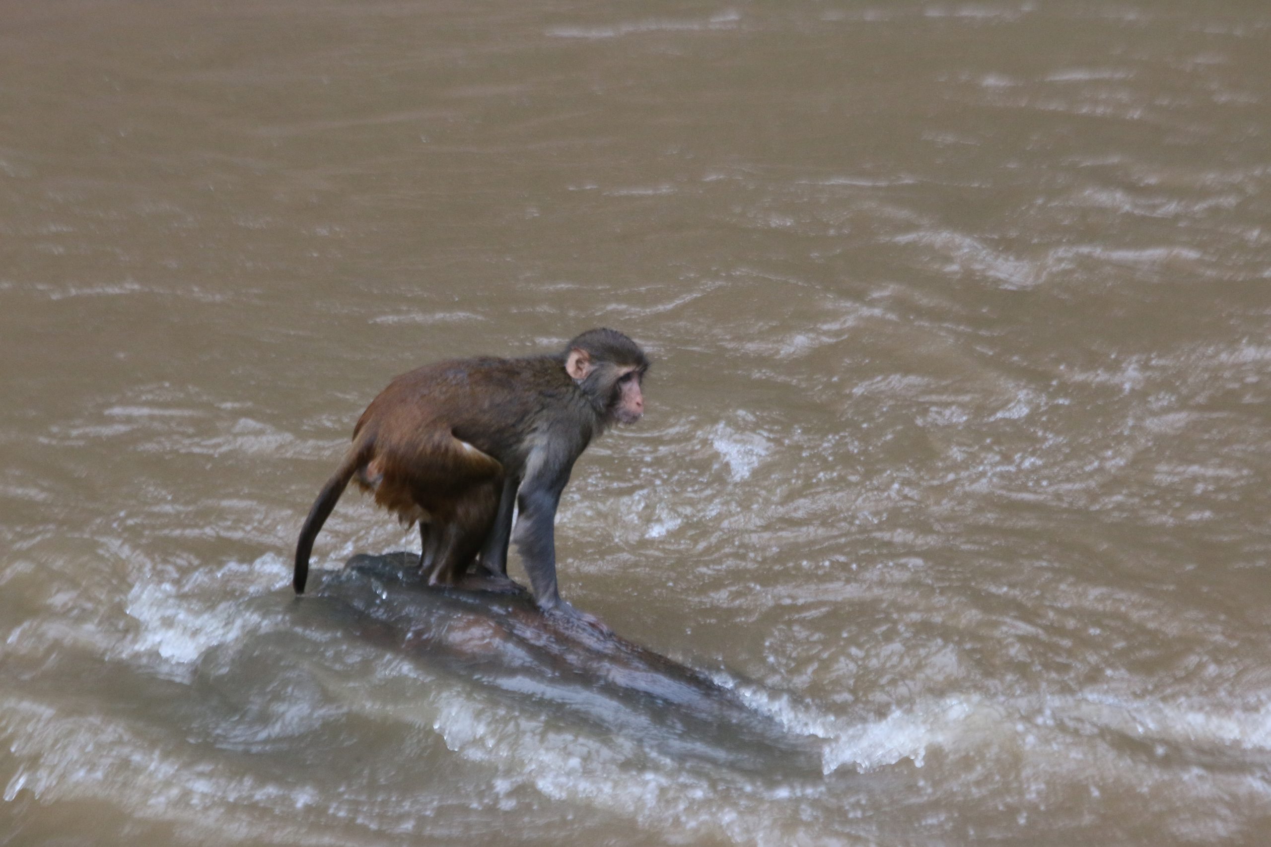 monkey in a river