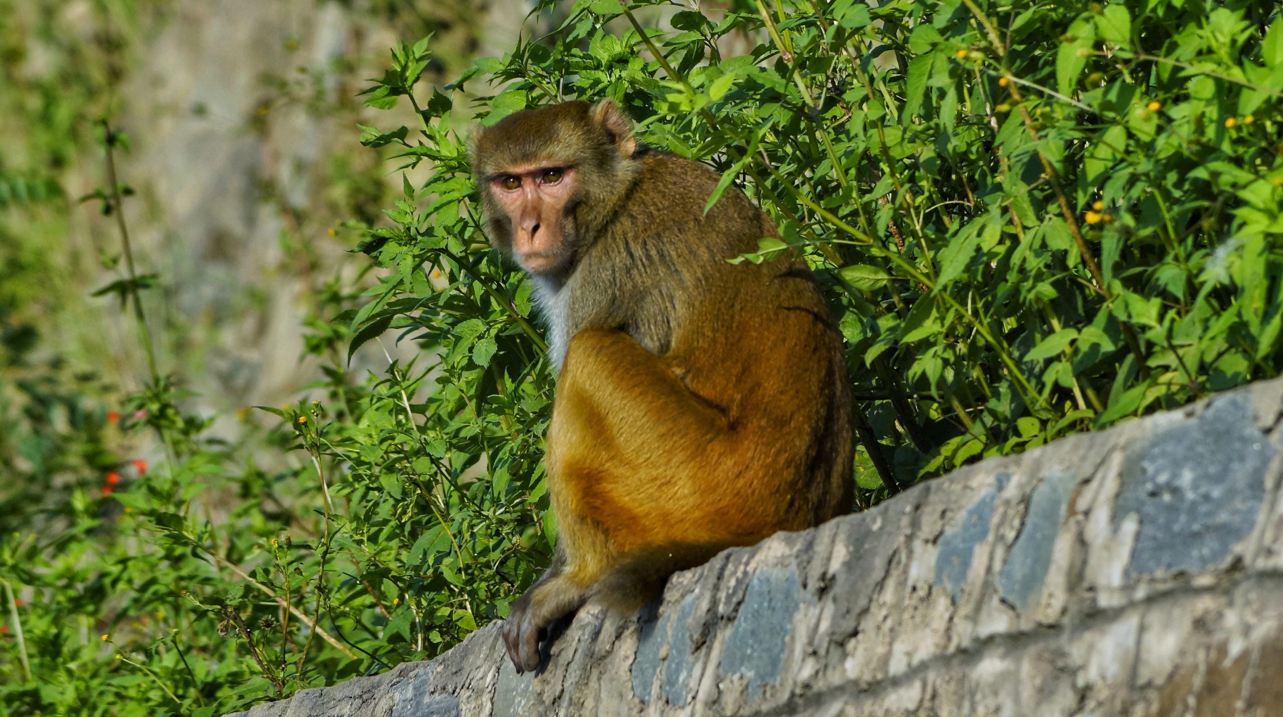 monkey on a fence