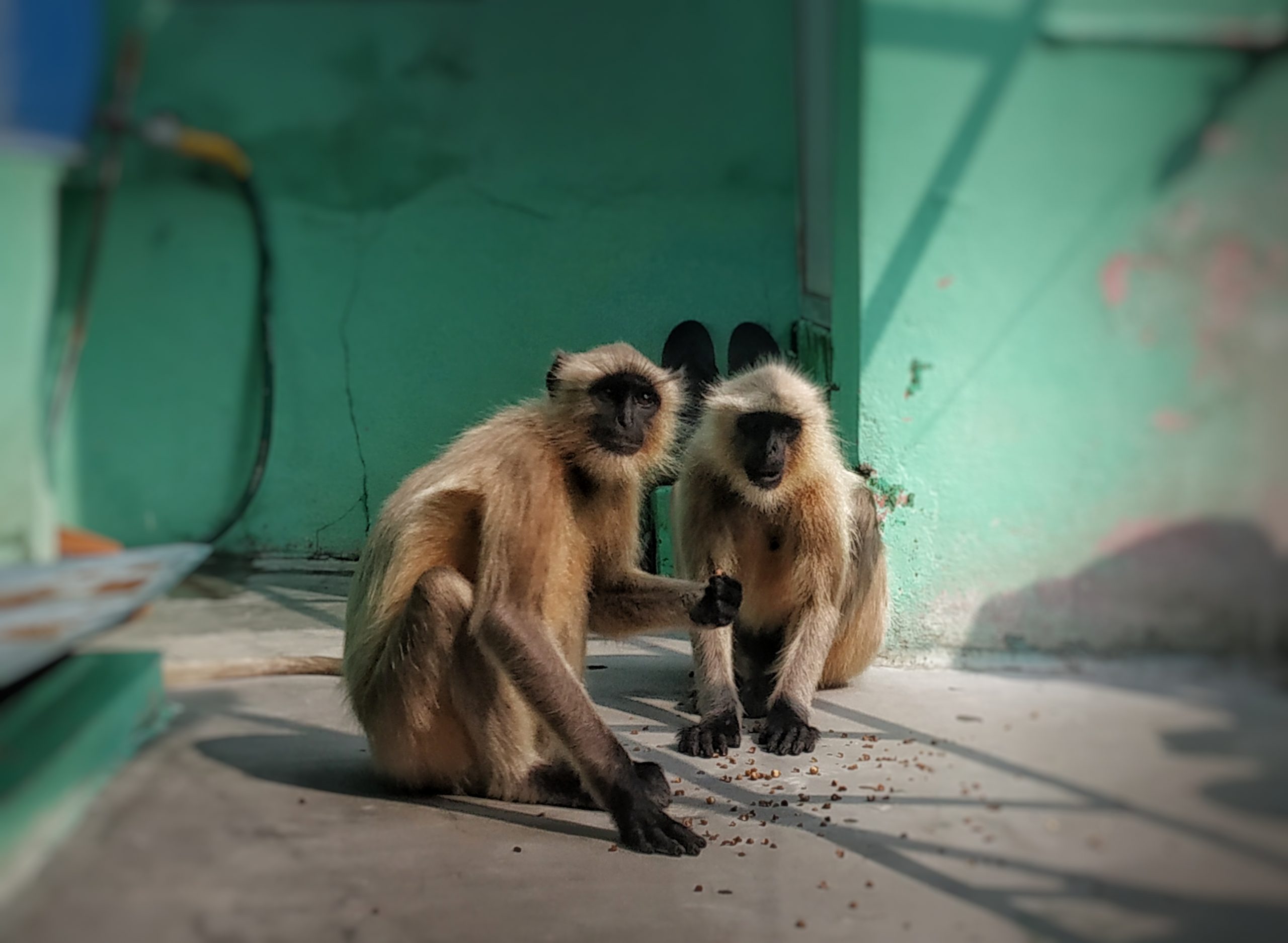 two gray langurs on a terrace