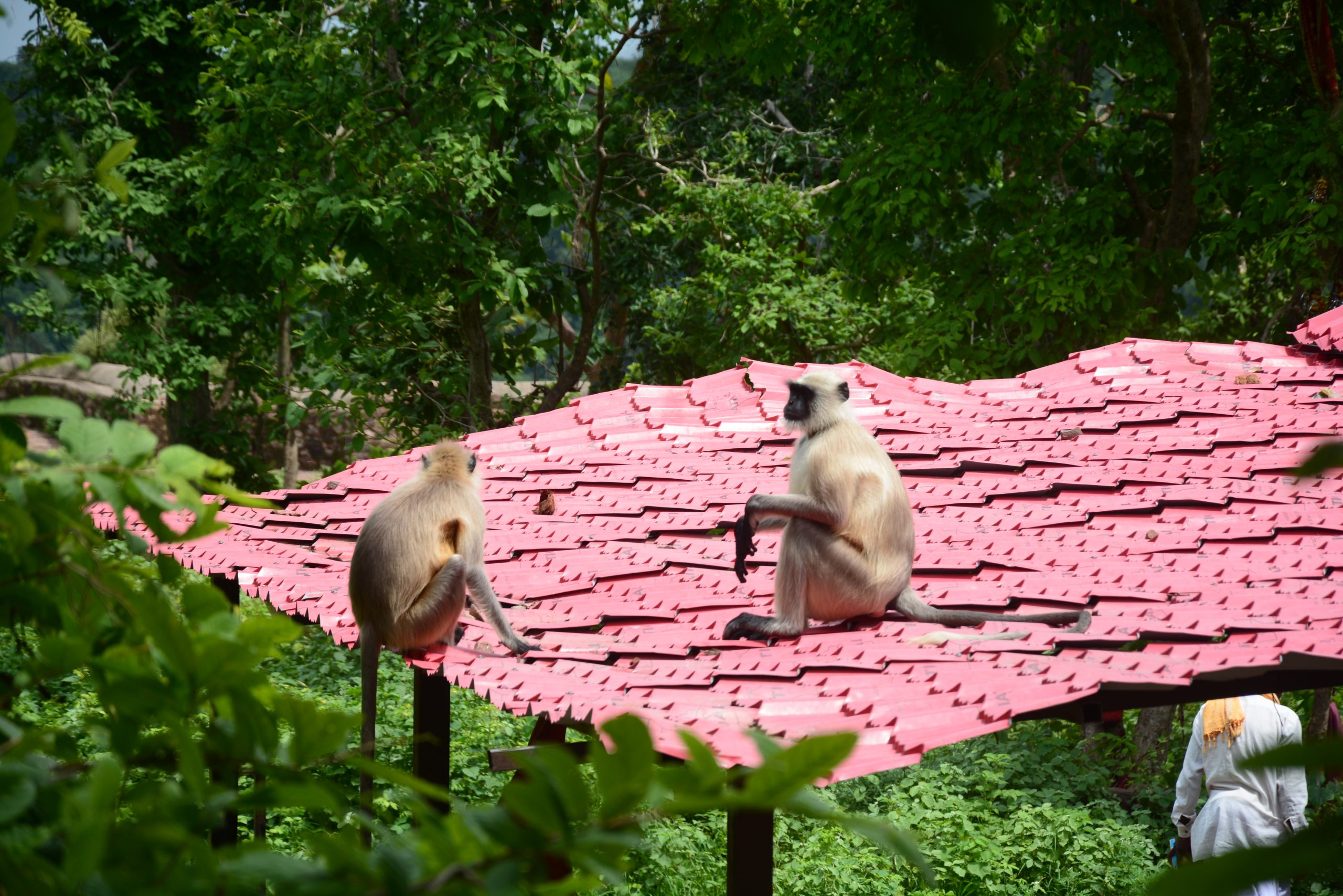 Monkeys sitting on a roof