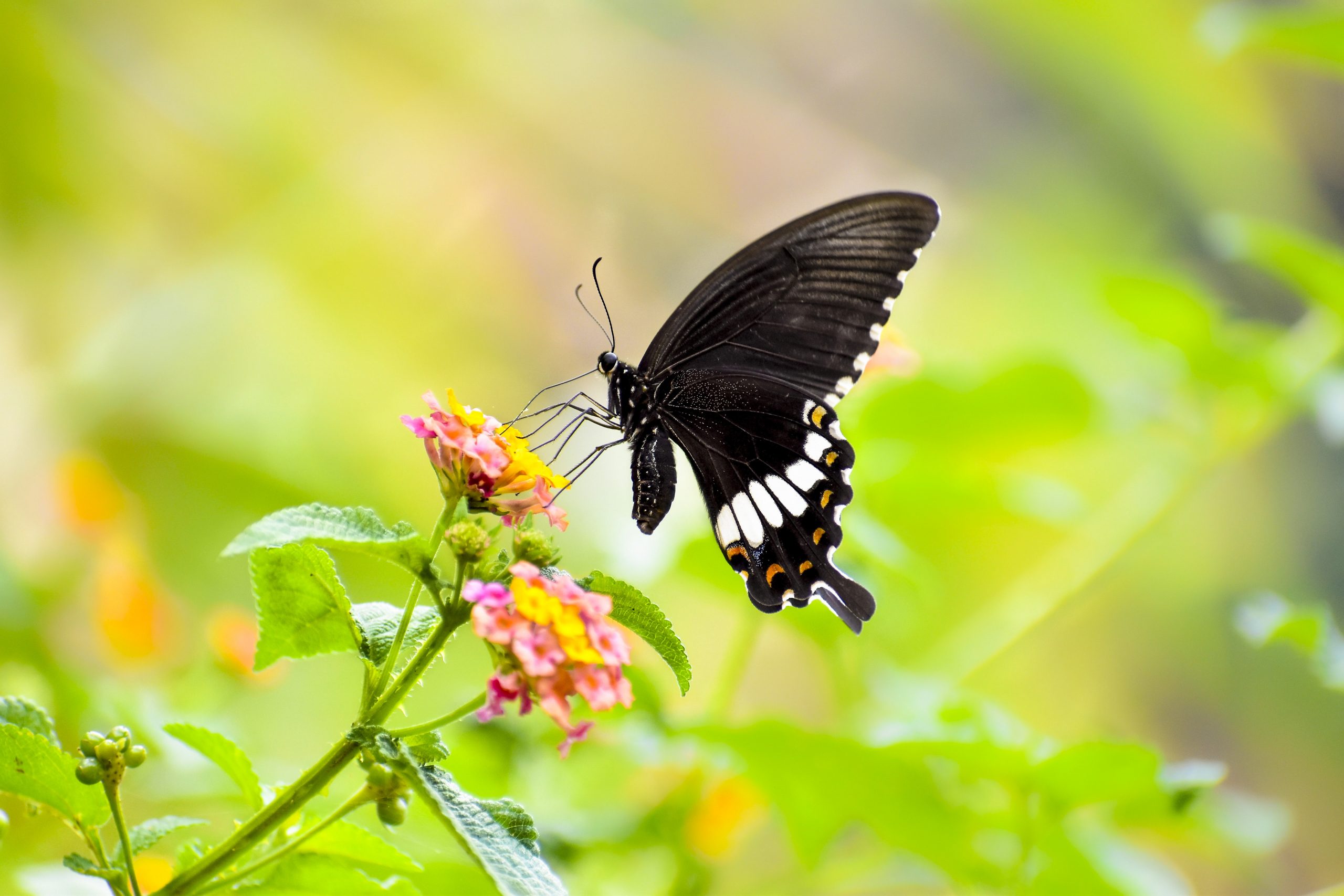 Mormon Butterfly