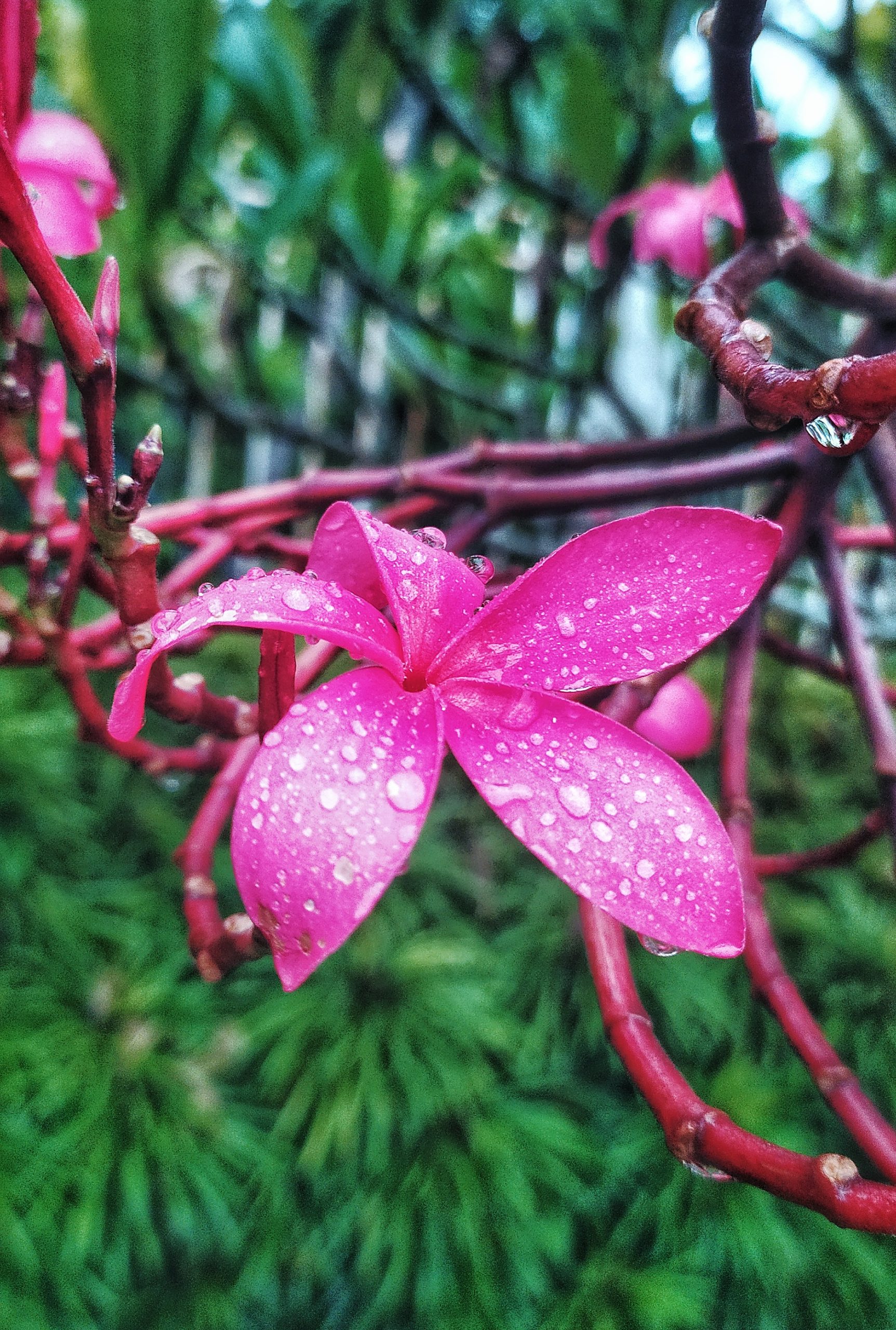 Morning Blossom