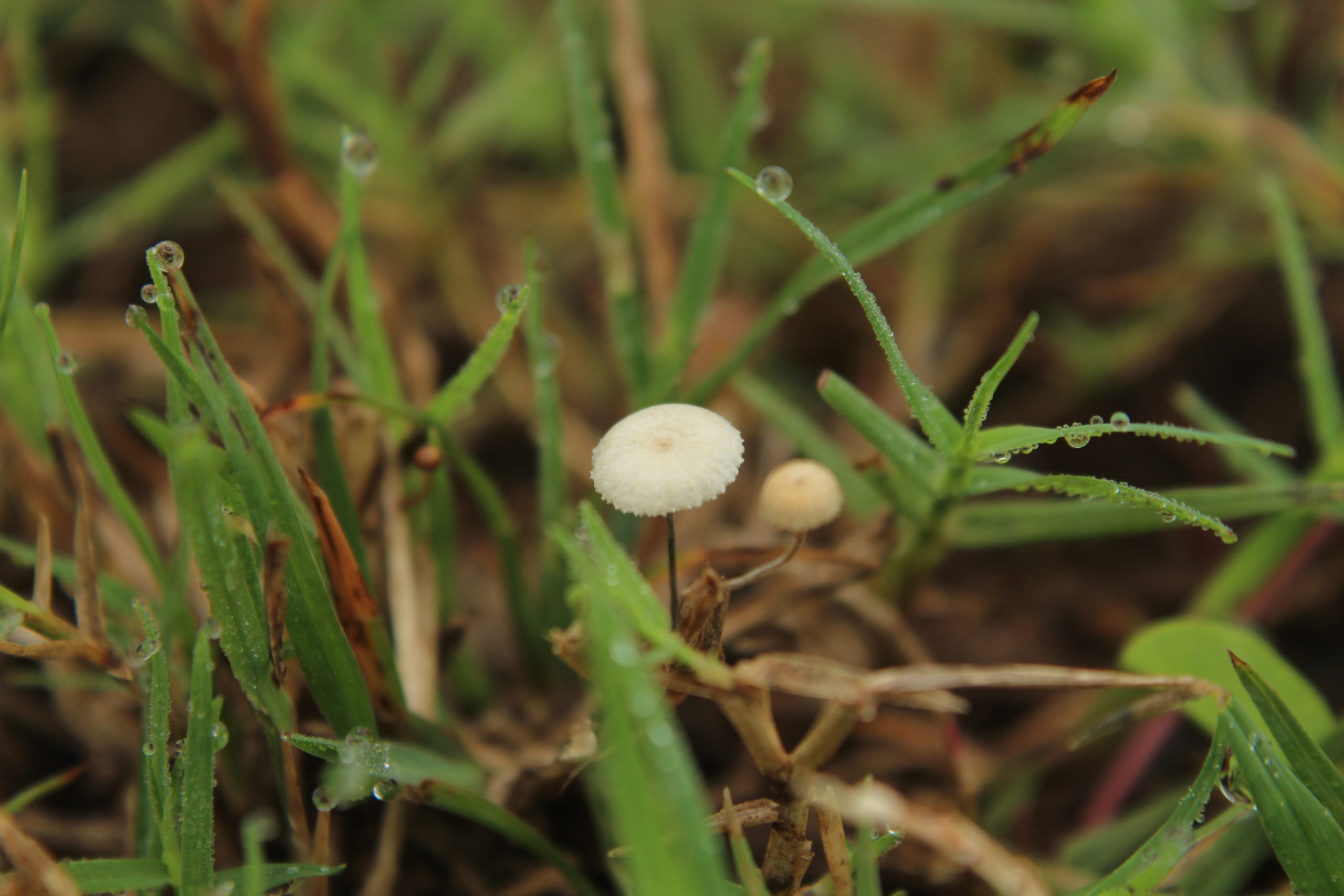 Fungi growing in grass