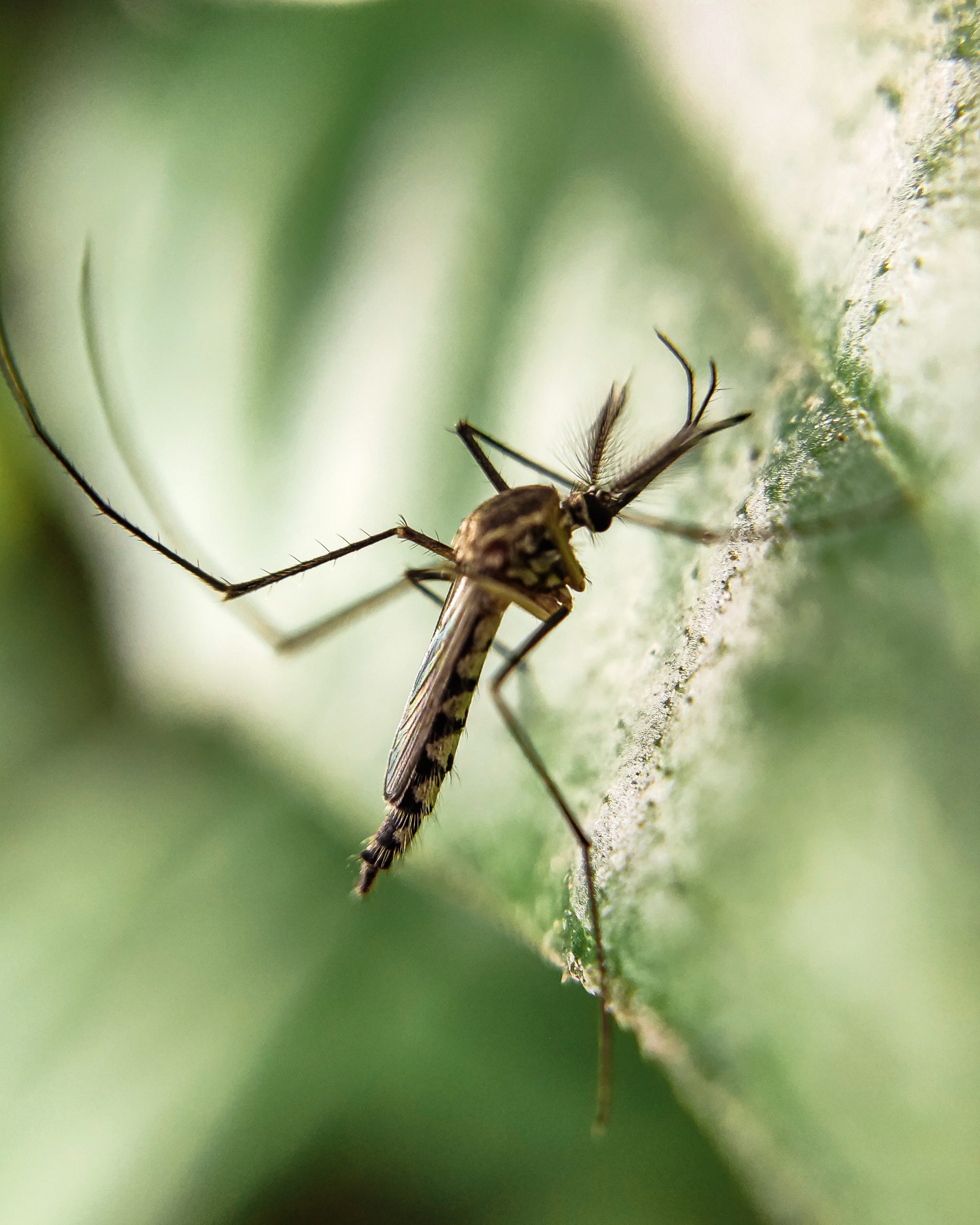 Mosquito Close-up