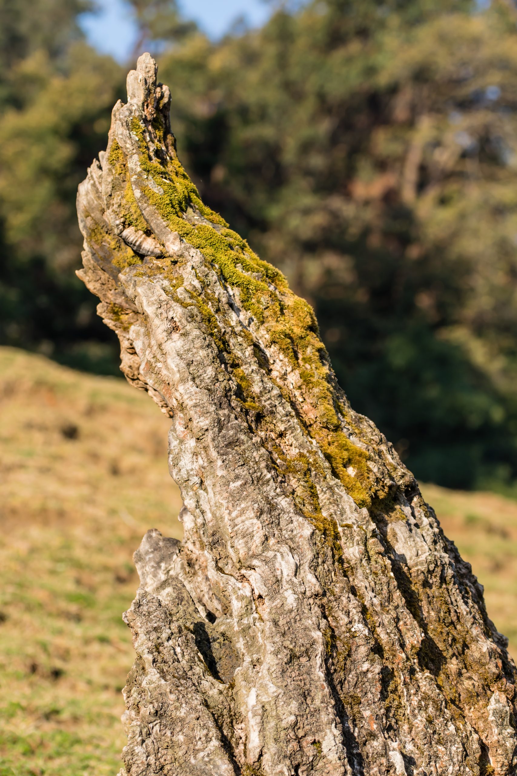 Moss on the wood