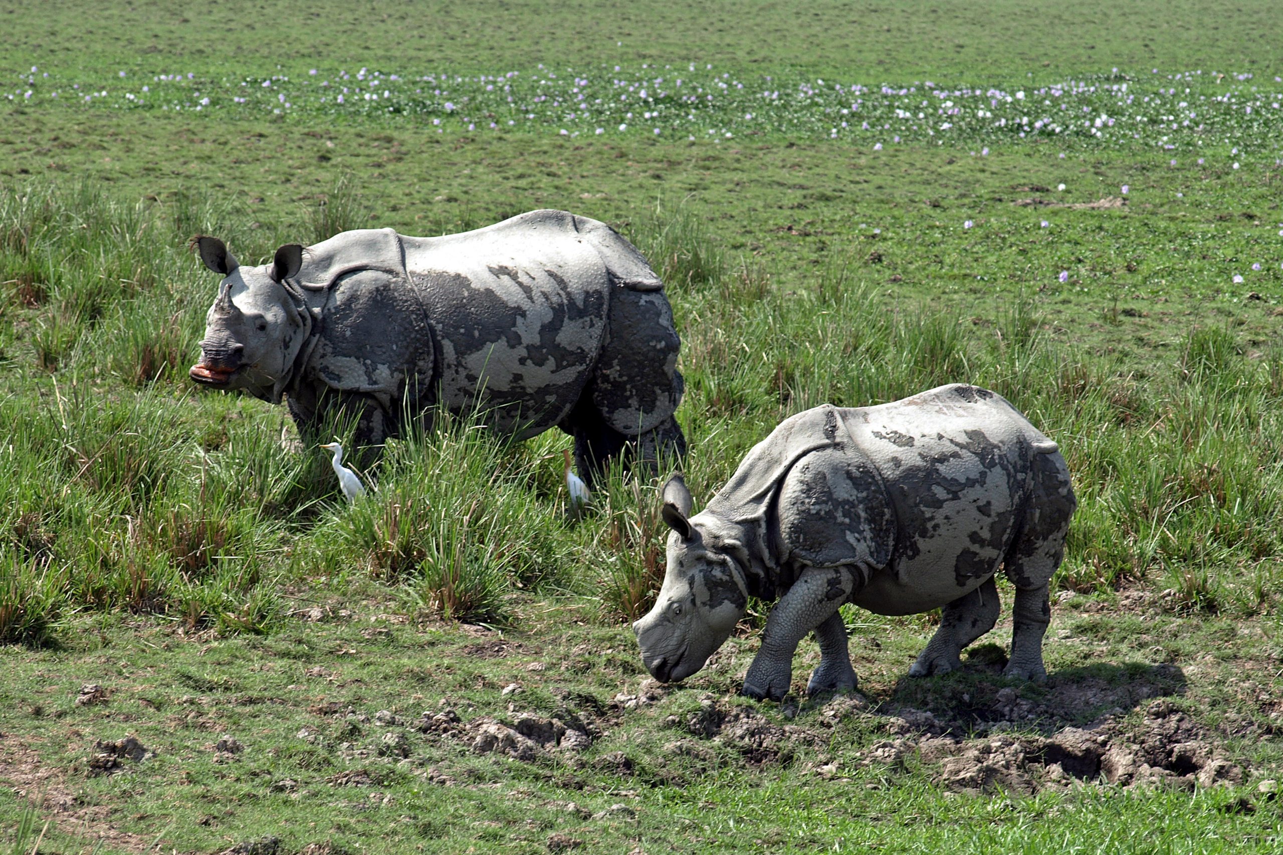 Mother and baby of Indian rhinoceros walking in the field
