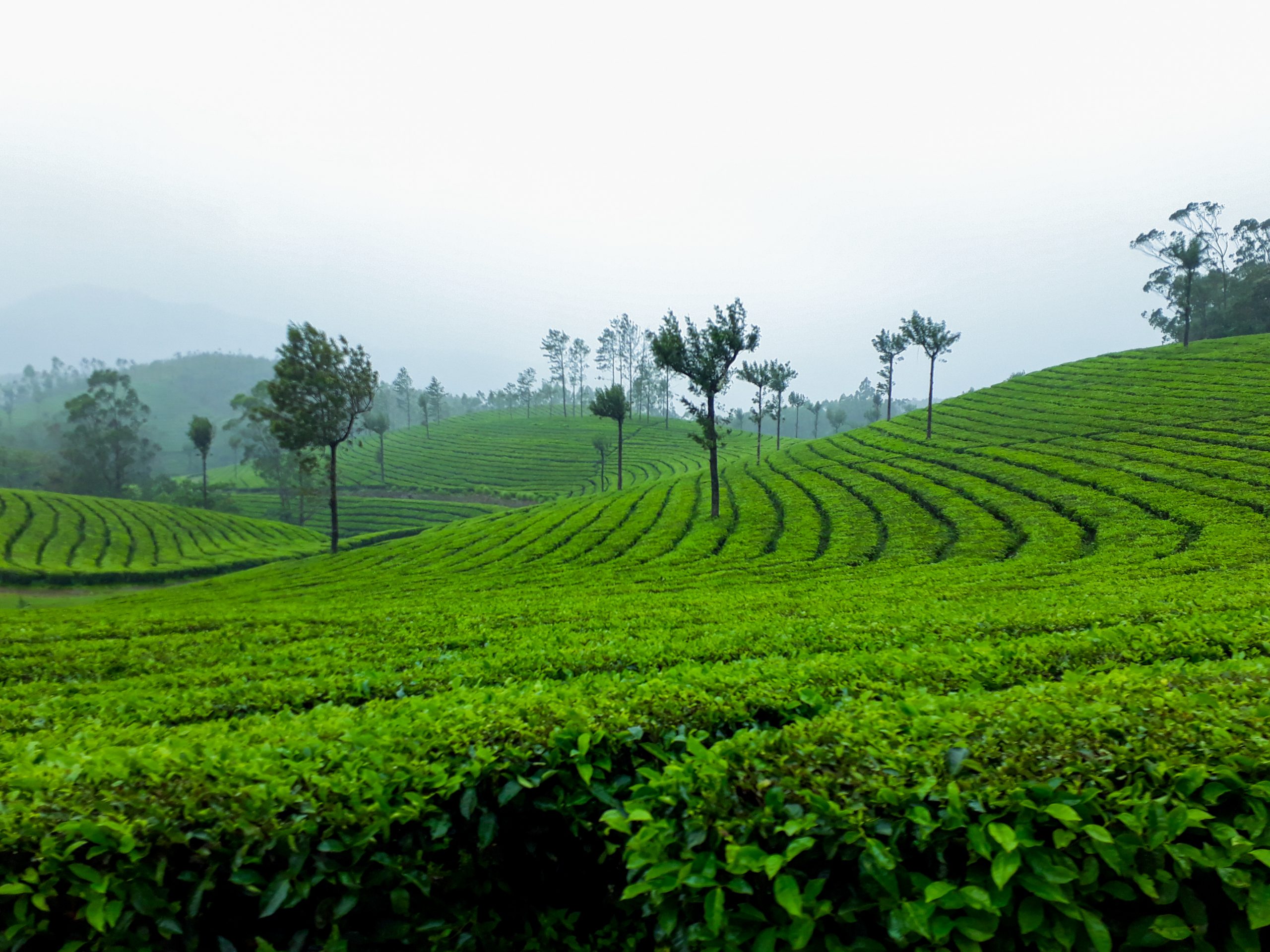 Best kerala tour packages from kolkata