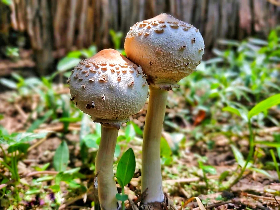 Edible mushroom in the grass