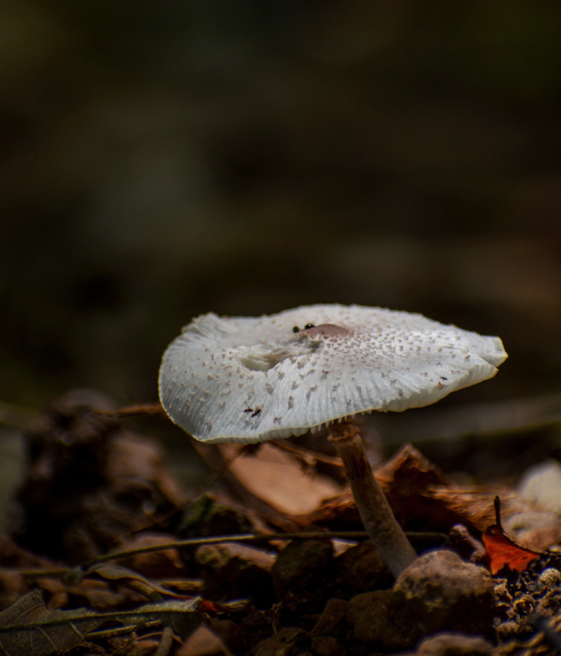 Mushroom on Focus